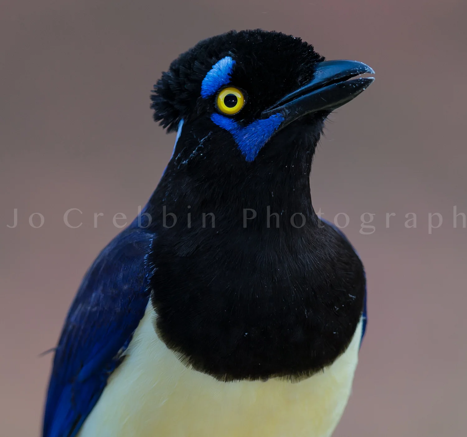 Blue plush crested jay.jpg