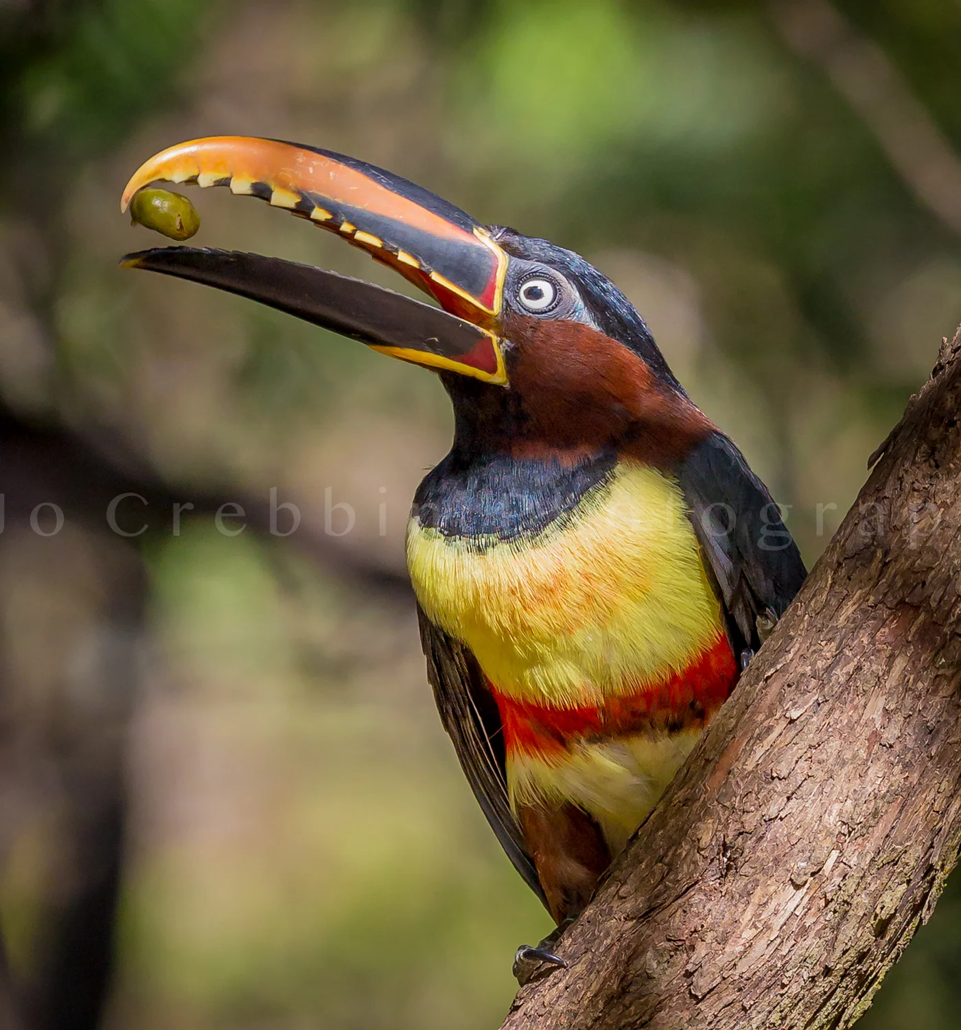 chestnut-eared aracaris with nut in his mouth.jpg