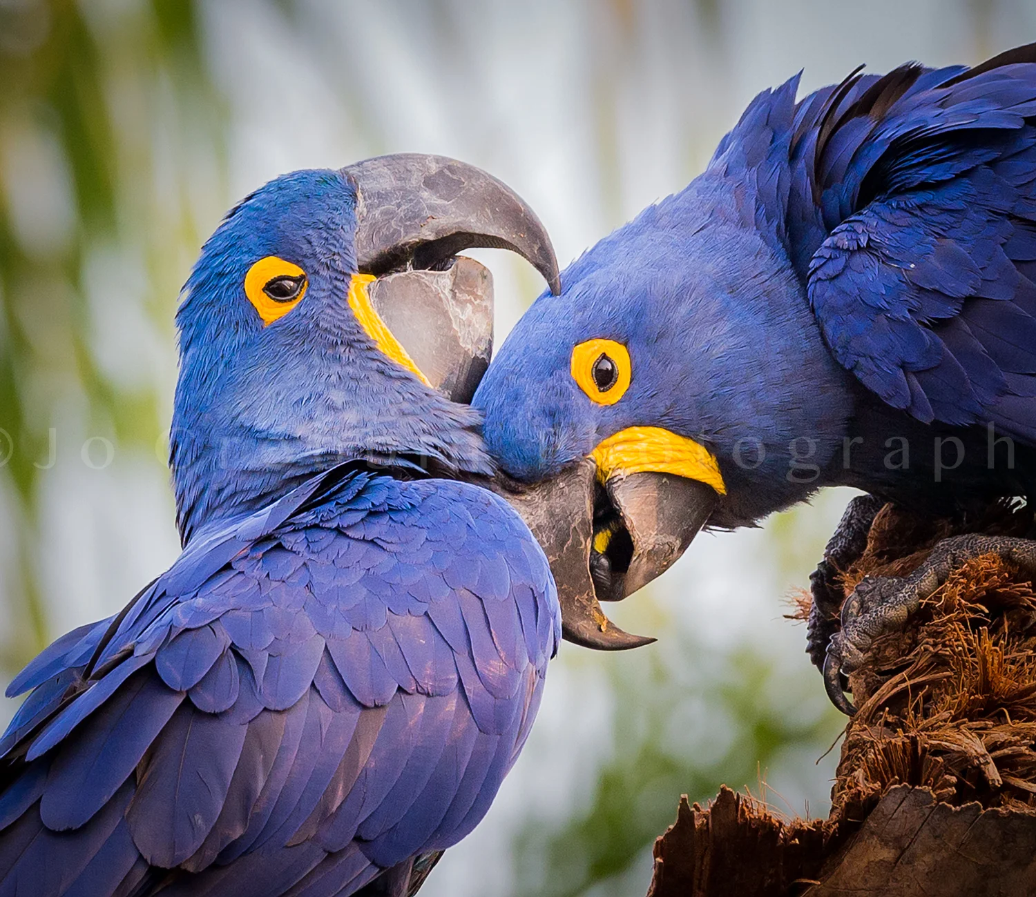 Loving Blue Hyacynth macaws in Pantanal, Brazil.jpg