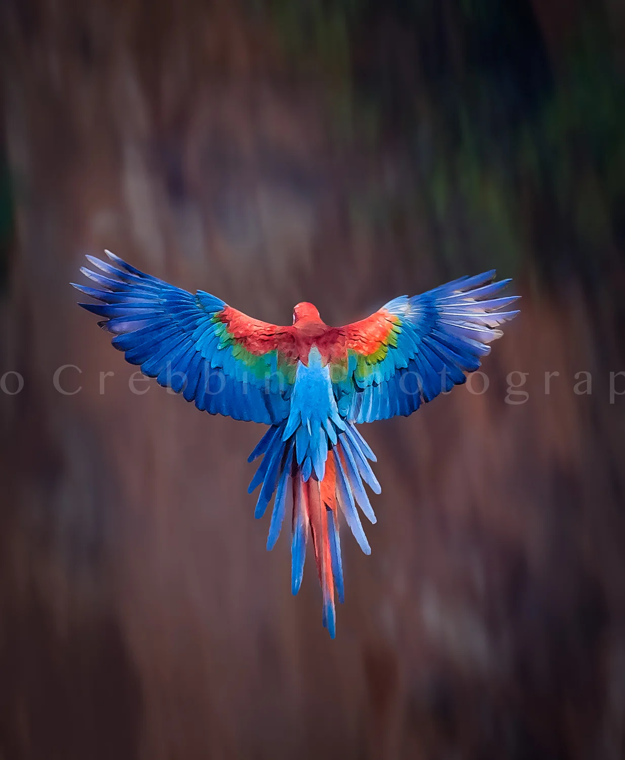 Red and Green macaw with wings spread-Edit.jpg