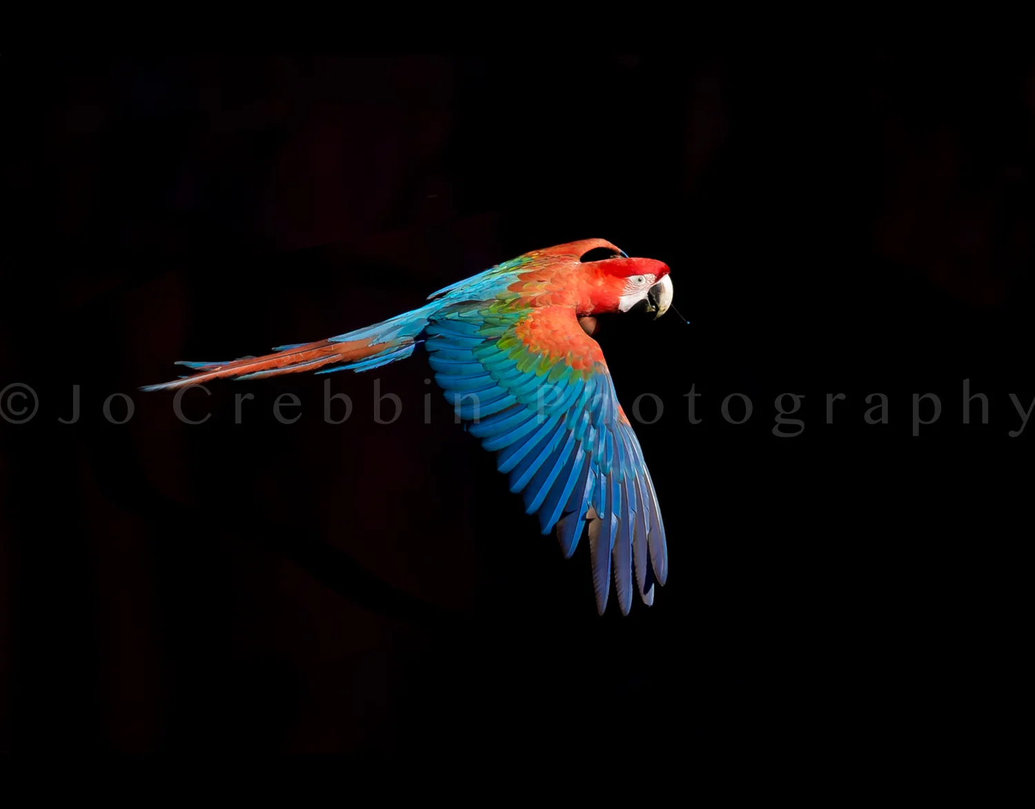 Red nd Green Macaw in full flight with black background.jpg