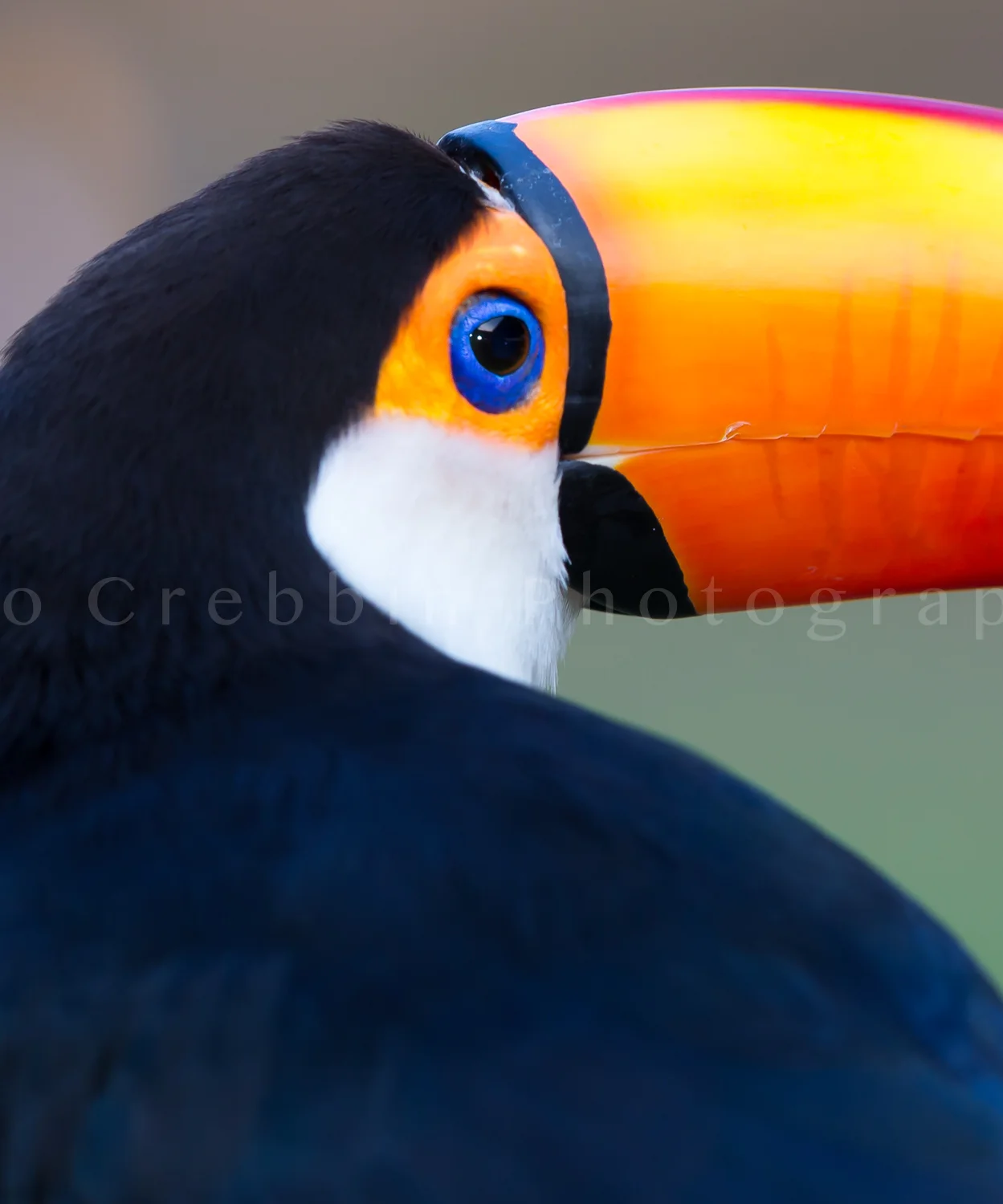 Toco toucan close up in Pantanal.jpg