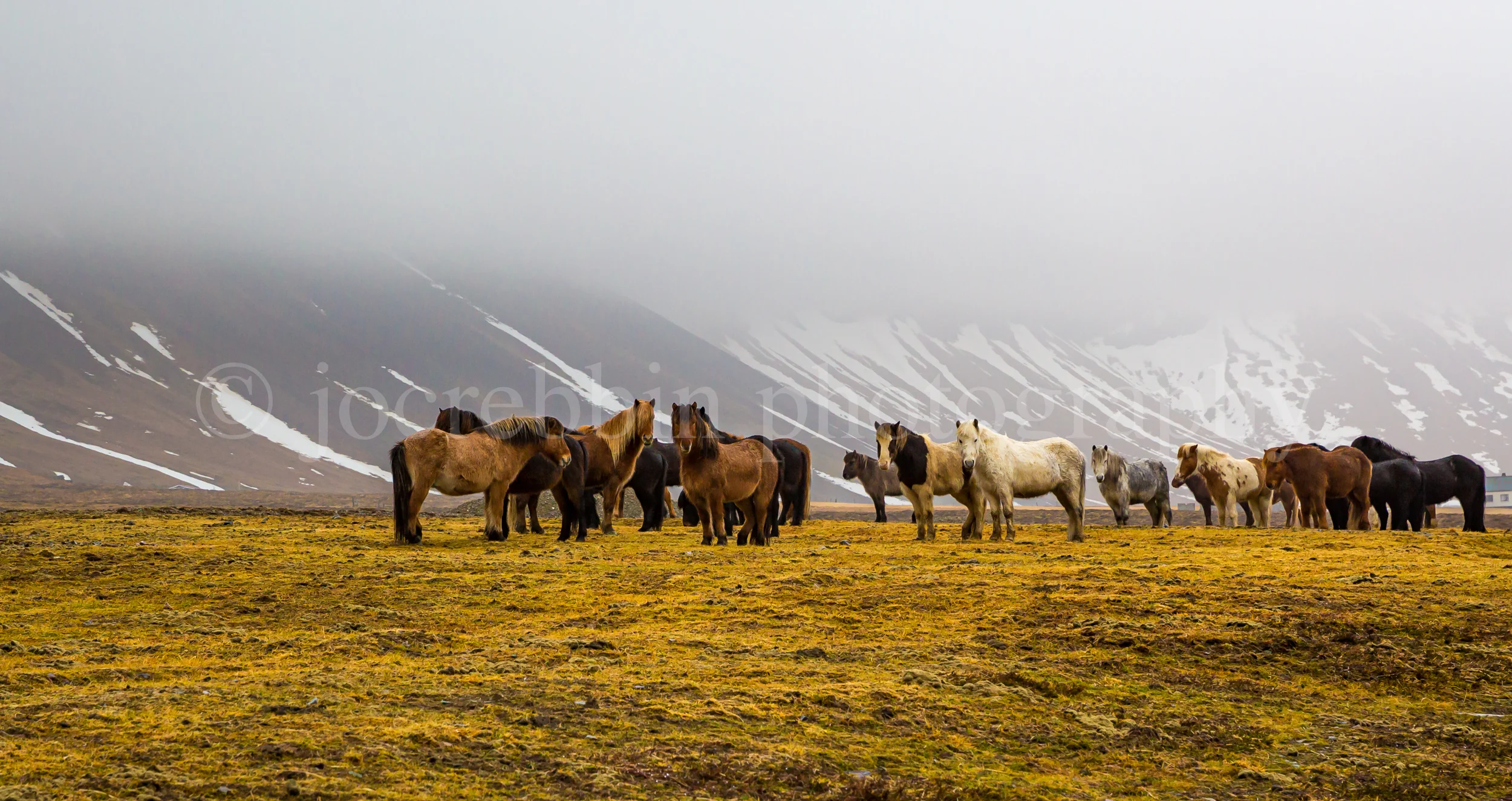 Herd of Icelandic horses run wild in the meadows in middle of winter.jpg