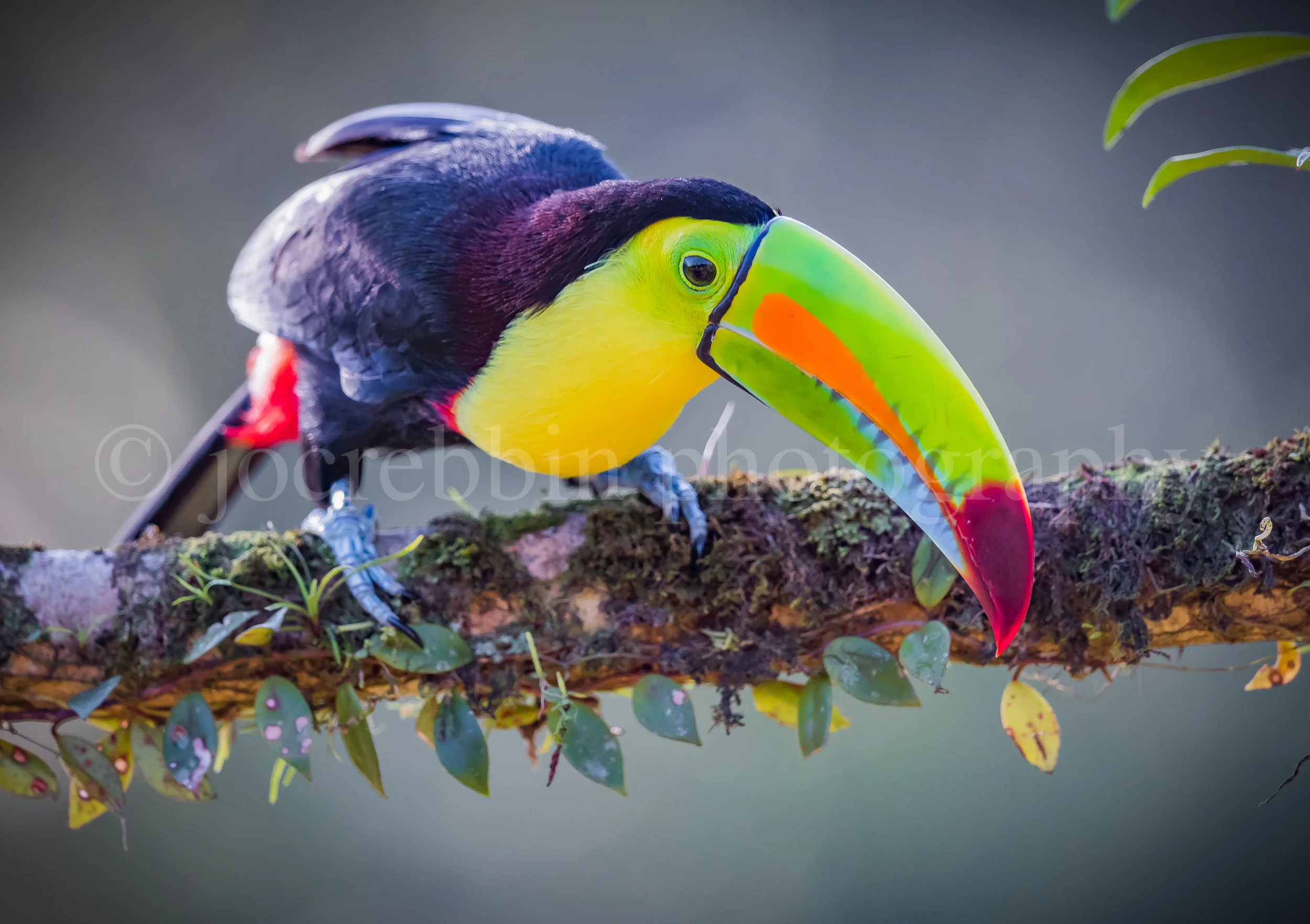 Keel-billed toucan