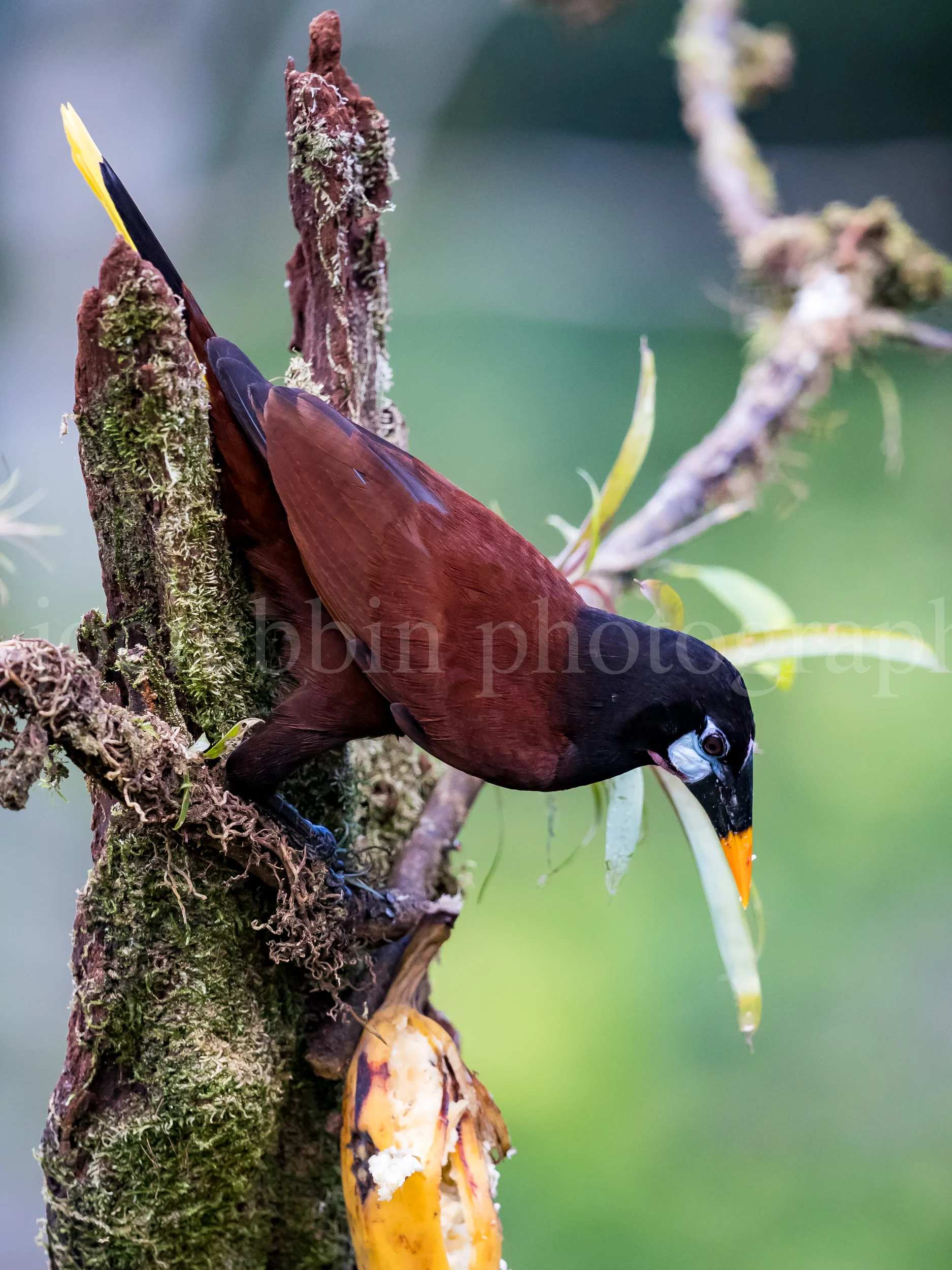 A feeding Montzumas Oropendola with pointed beak.jpg
