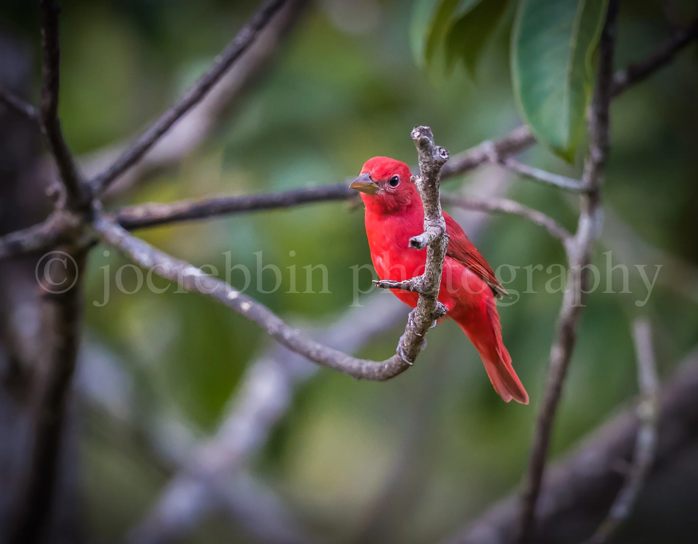 Bright red summer tanager perches on branch in tropics.jpg