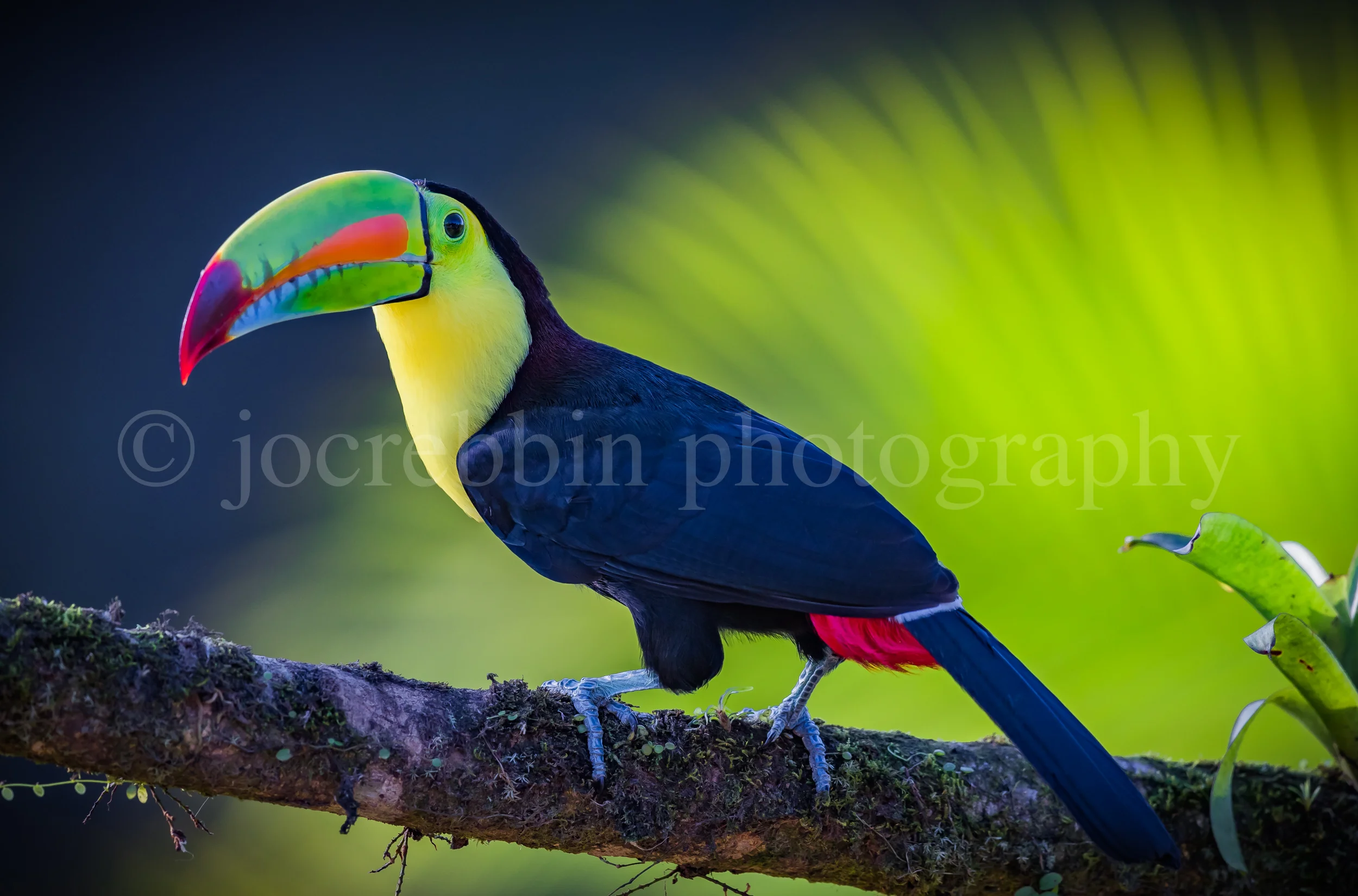 Keel-billed toucan with bright green beak and background.jpg