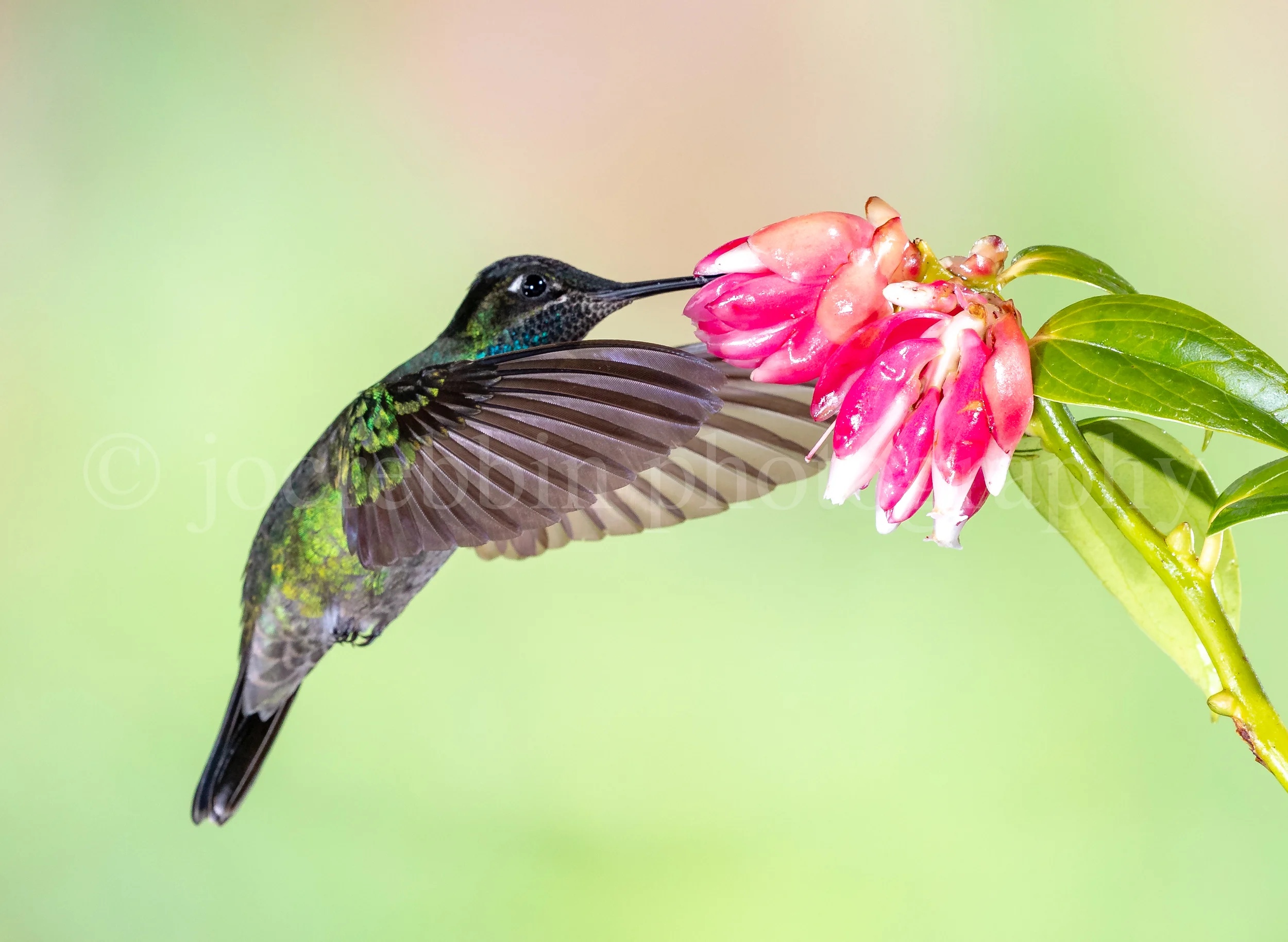 Single Lesser Violetear or mountain violet-ear with wings forward.jpg