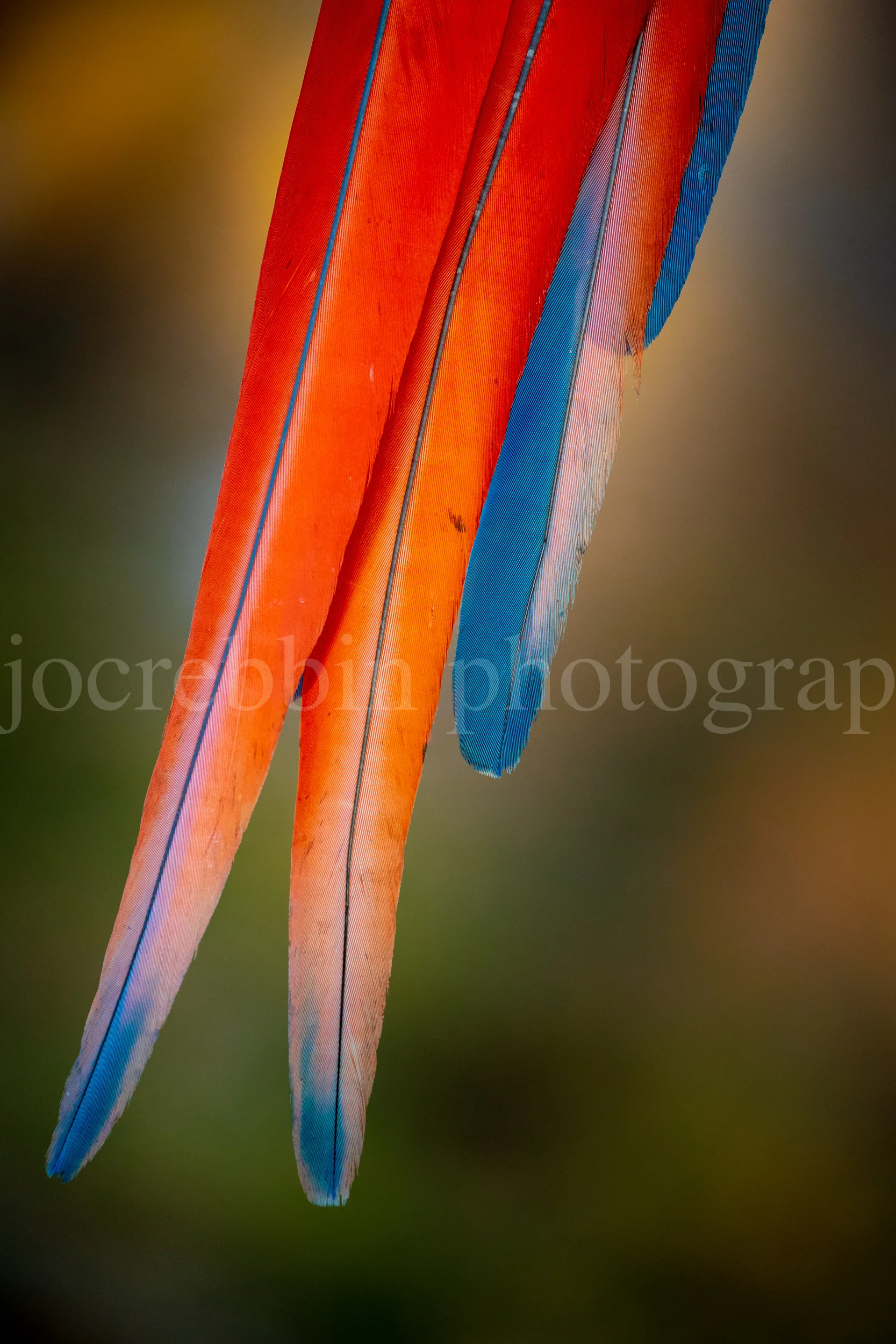 Tail feathers of the red and scarlet macaw.jpg