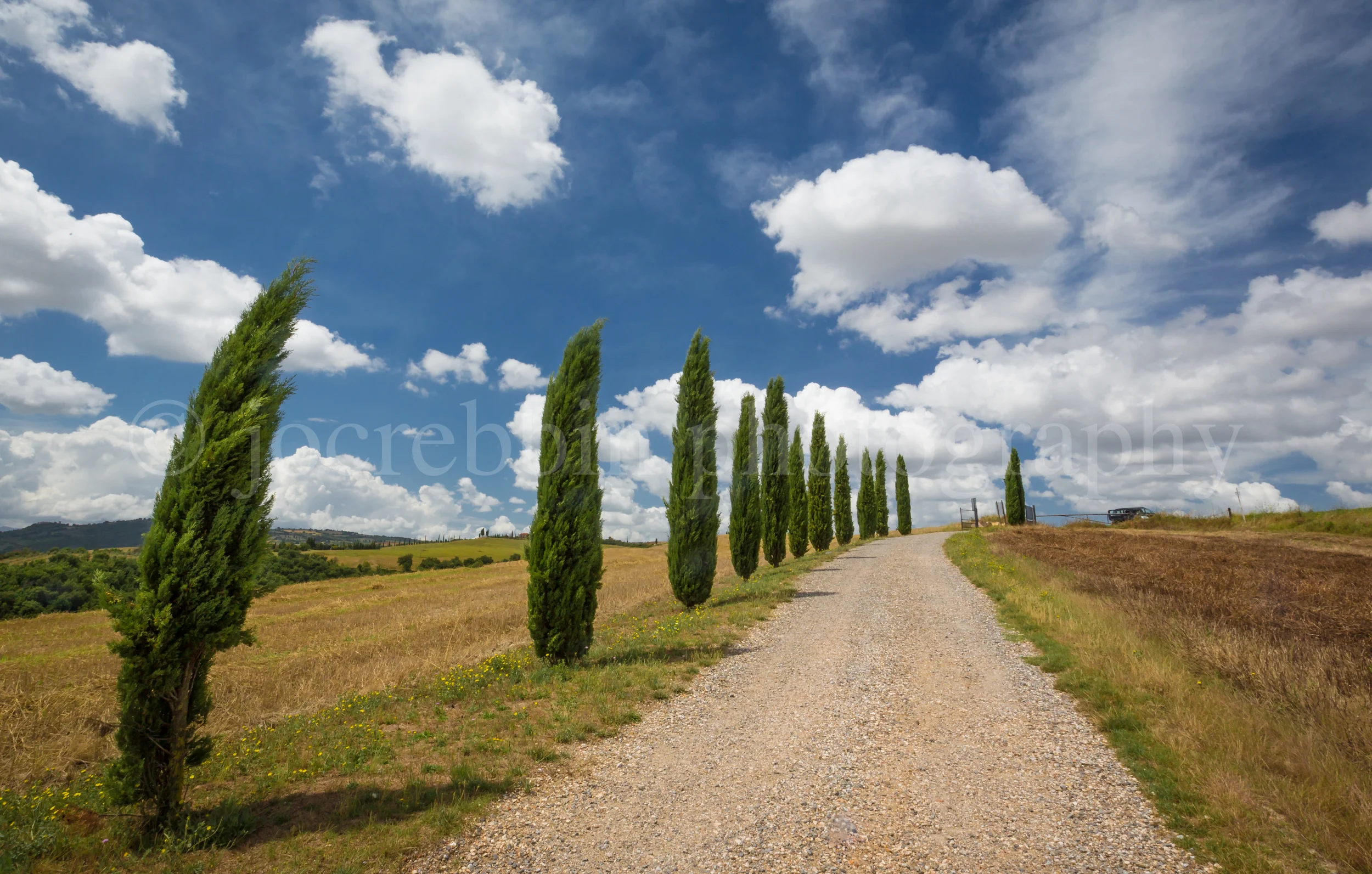 Cypress lined driveway in Tuscany, Italy.jpg