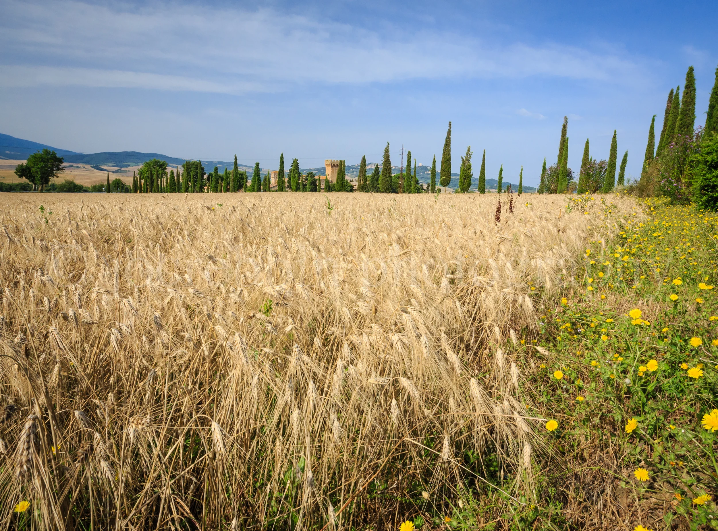 Field of wheat in Tuscany, Italy soon to be harvested.jpg
