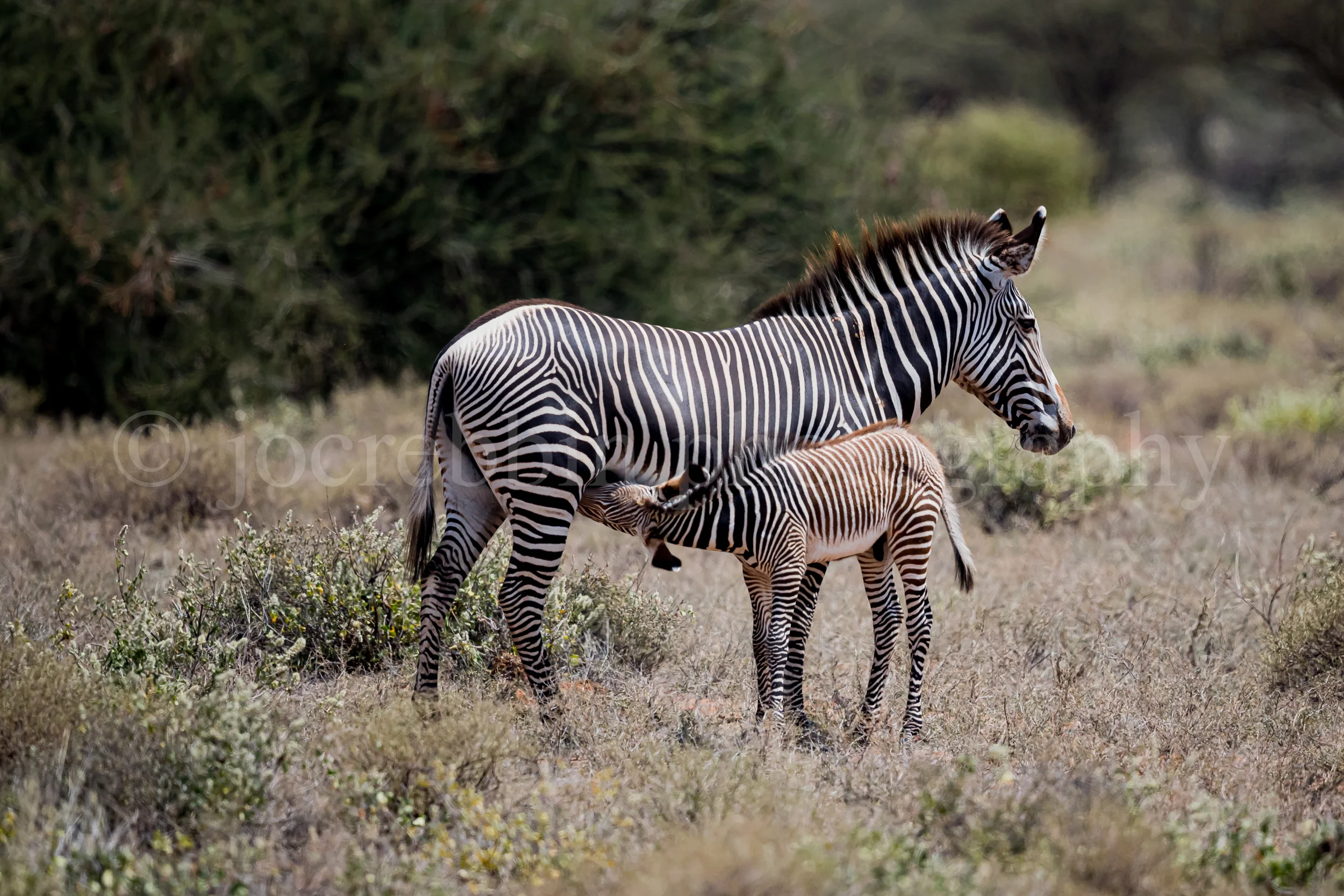 Zebra photography