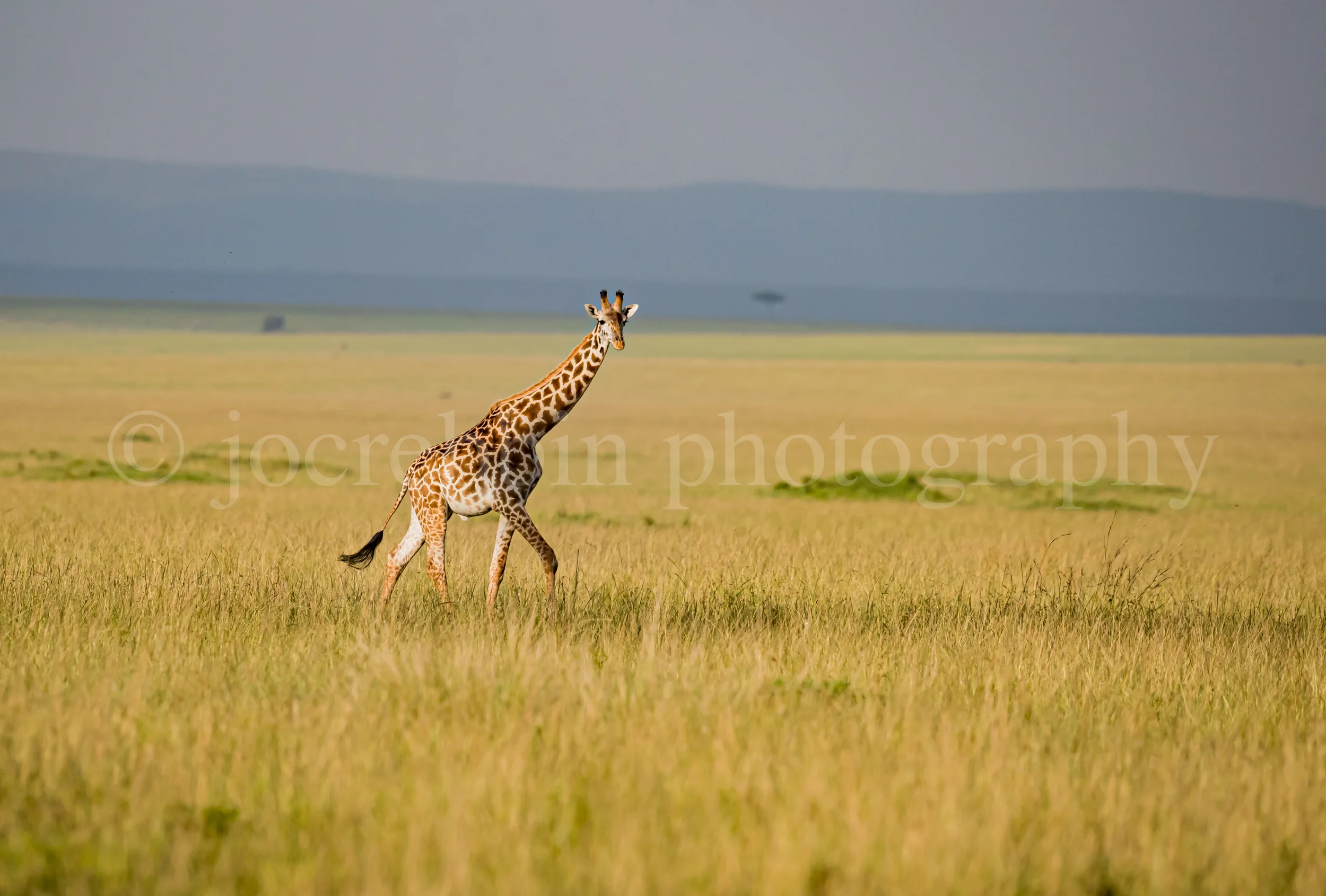 Giraffe photography
