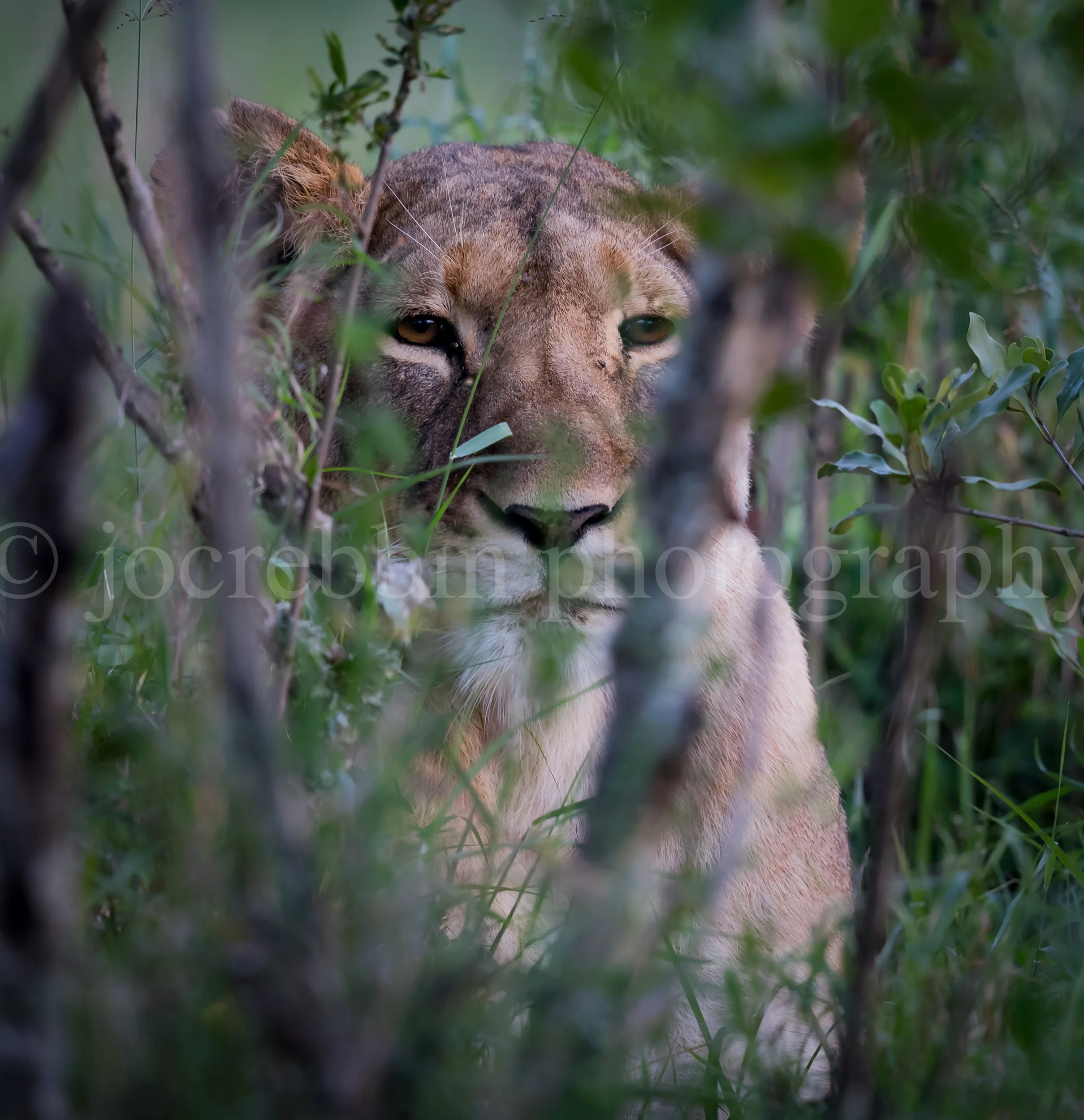 Lioness waits patiently for prey in bushes.jpg
