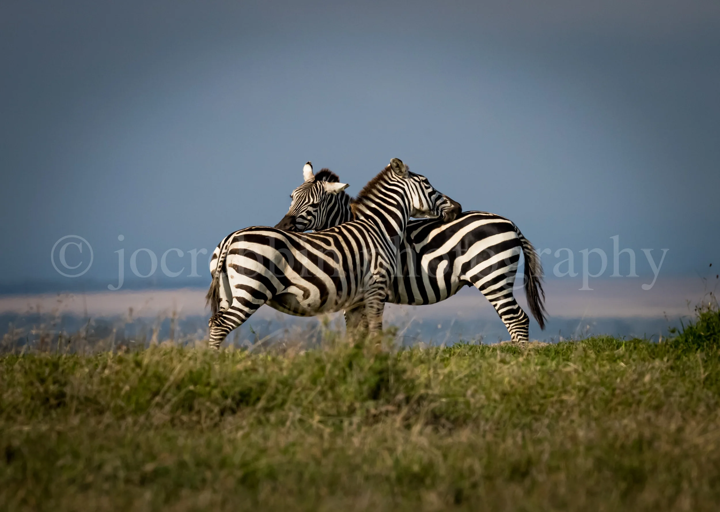 Two zebras preening each other in Kenya.jpg