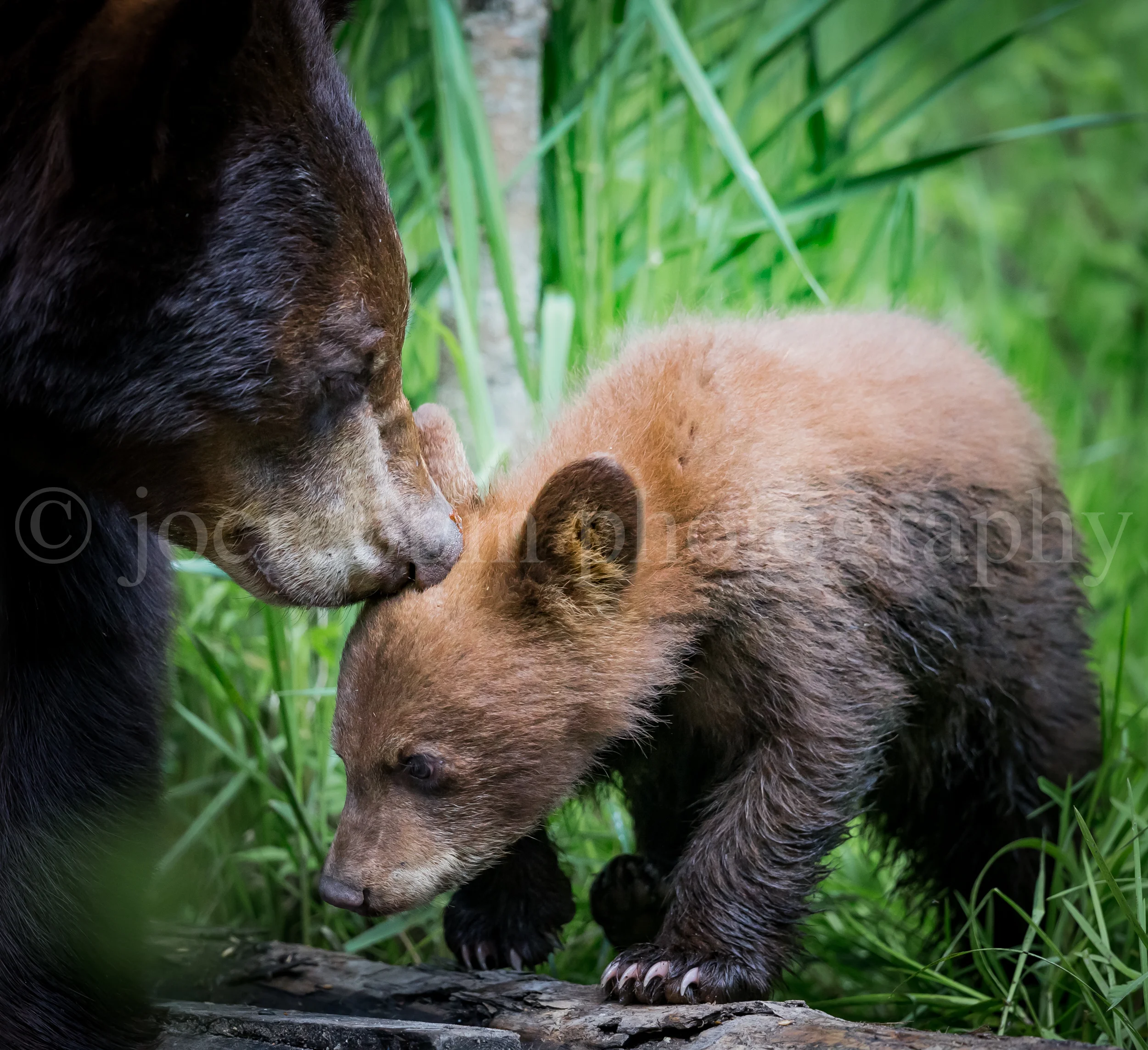 Bears day 1 PM-48.jpg