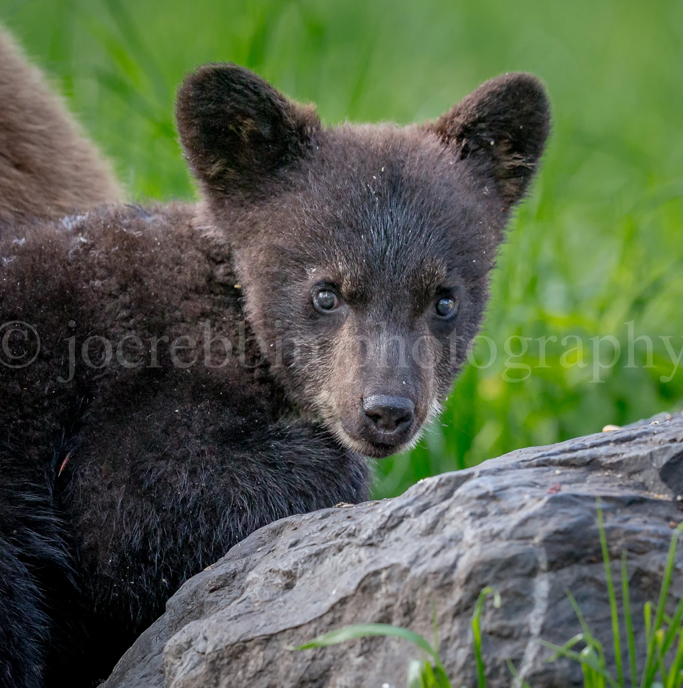 Bears day 2 pt 2-38.jpg