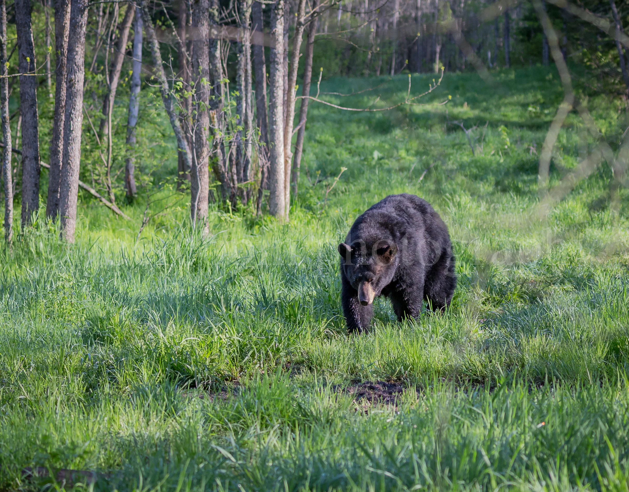 Fresh green meadow with black bear walkin.jpg