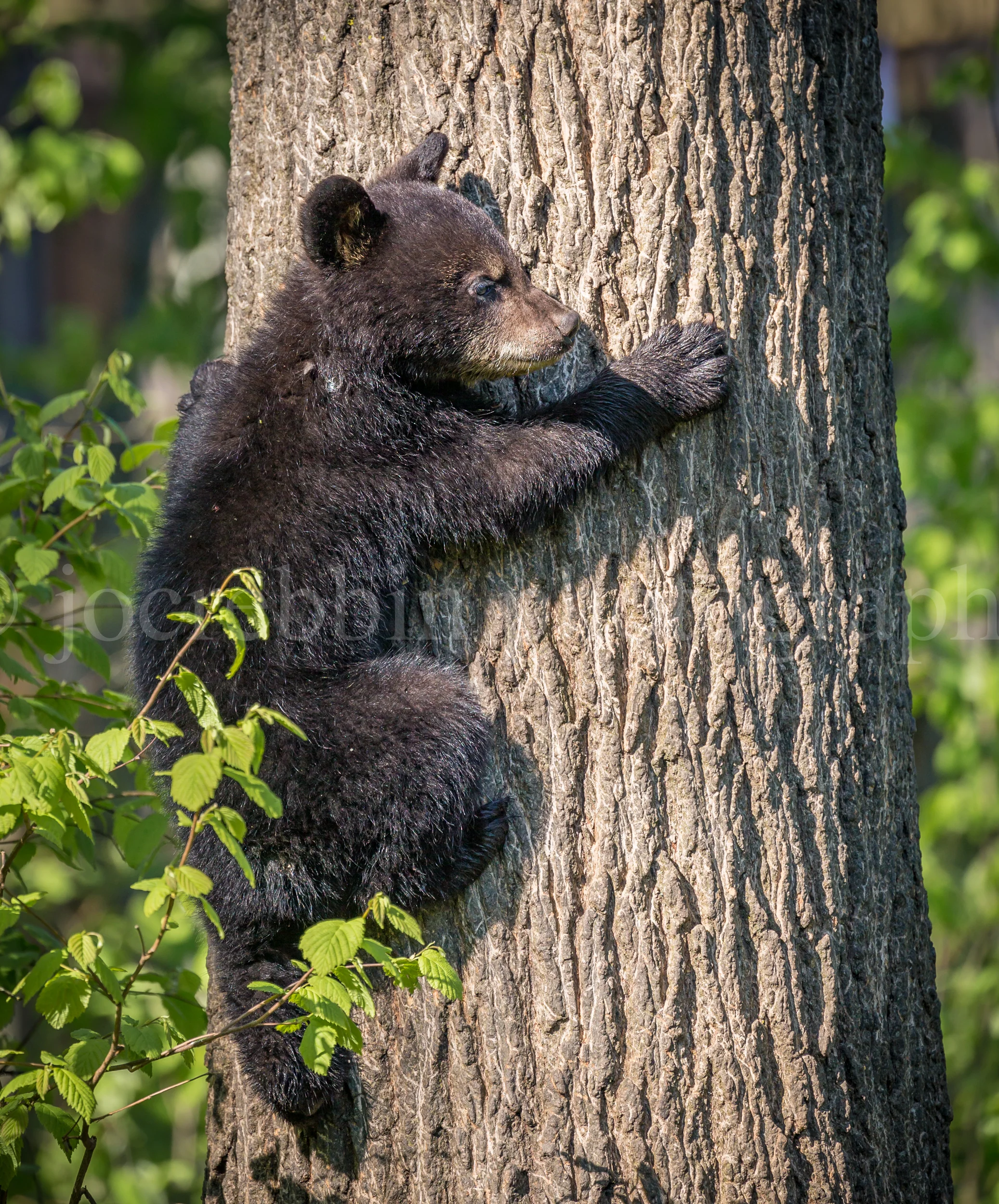 Young 4 month old cub climbs up tree for safety in Minnesota.jpg