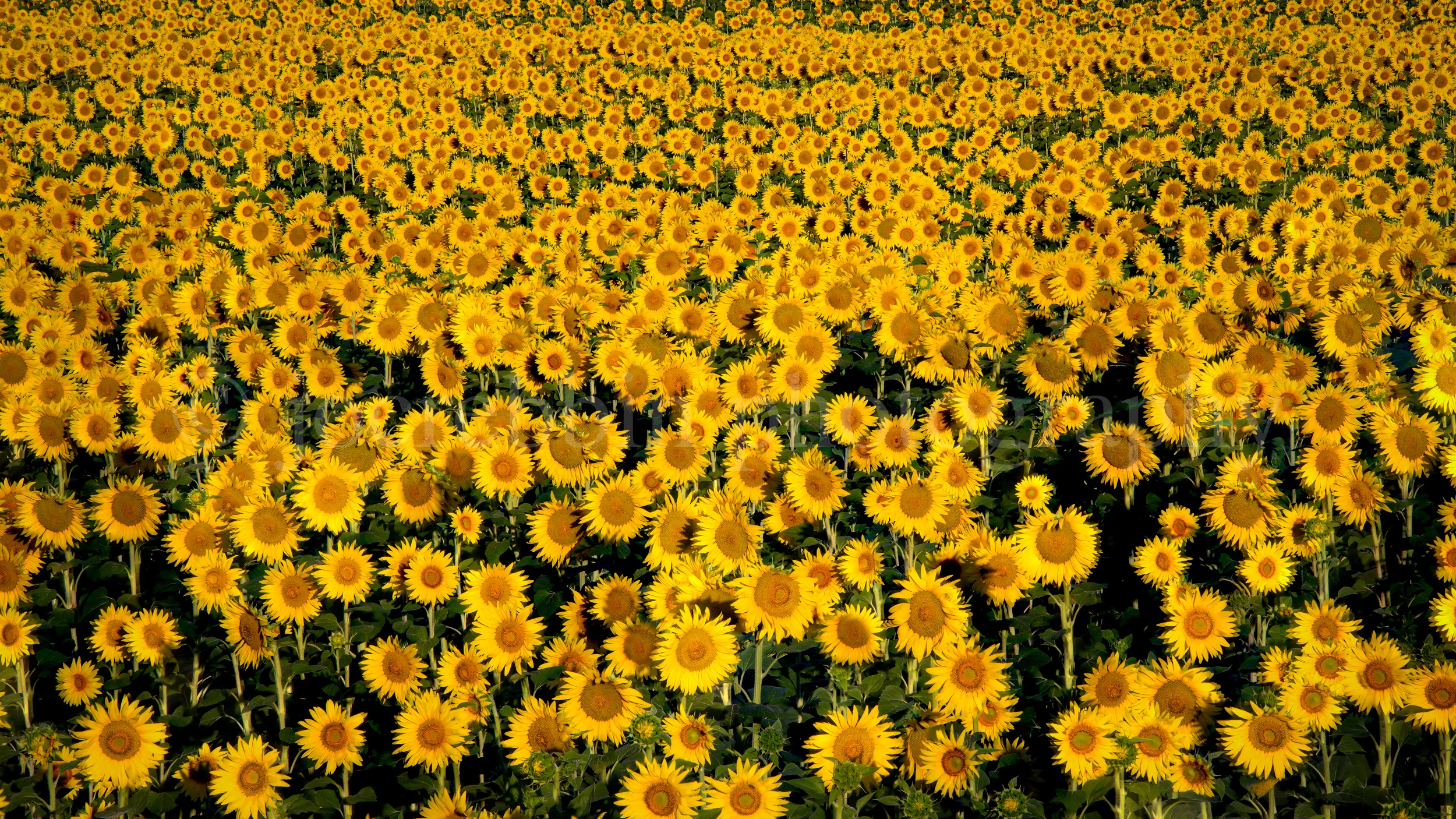 Certaldo Sunflowers v2-0043-Edit-Edit.jpg