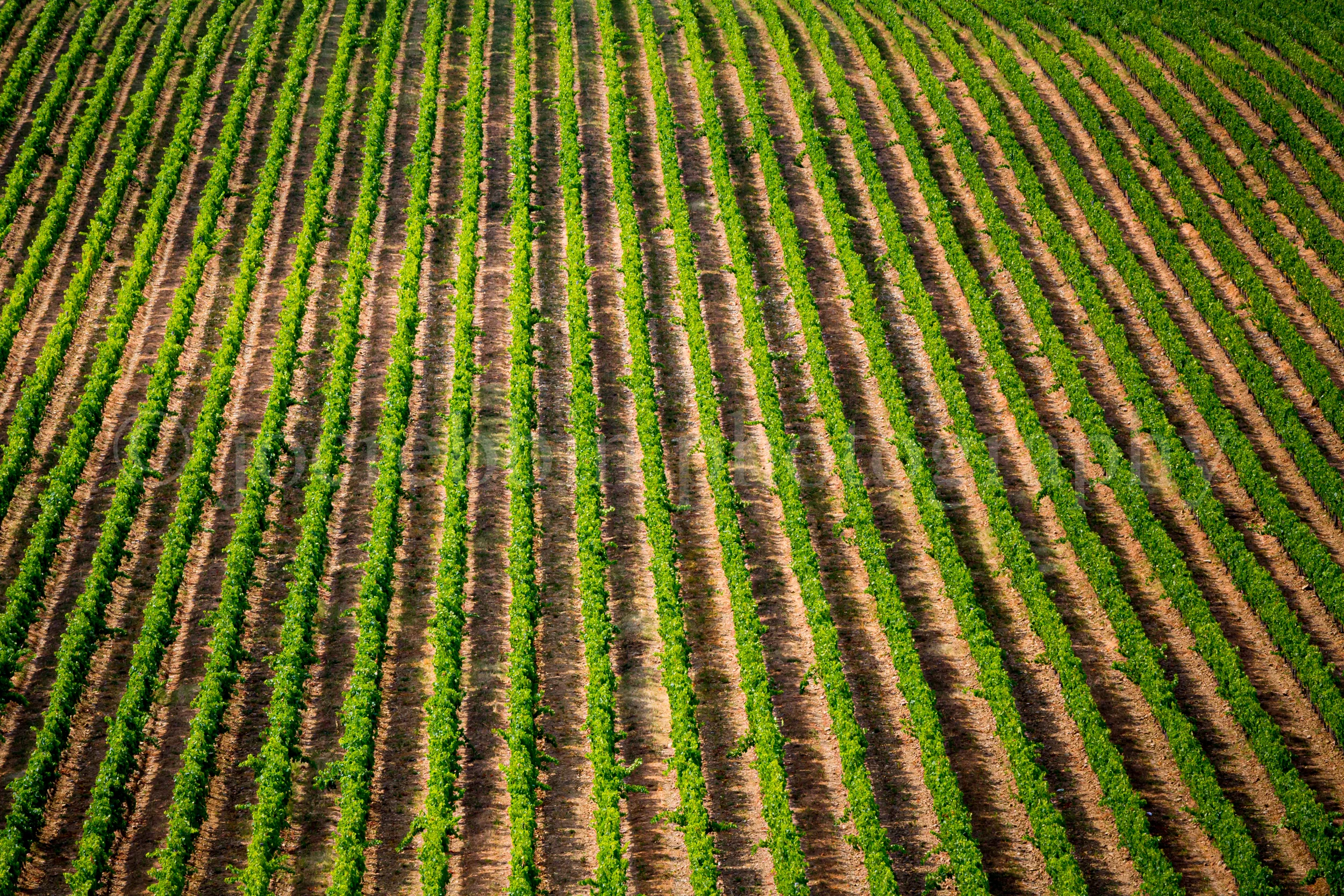 Rows and rows of grape vines in Tuscany, Italy.jpg