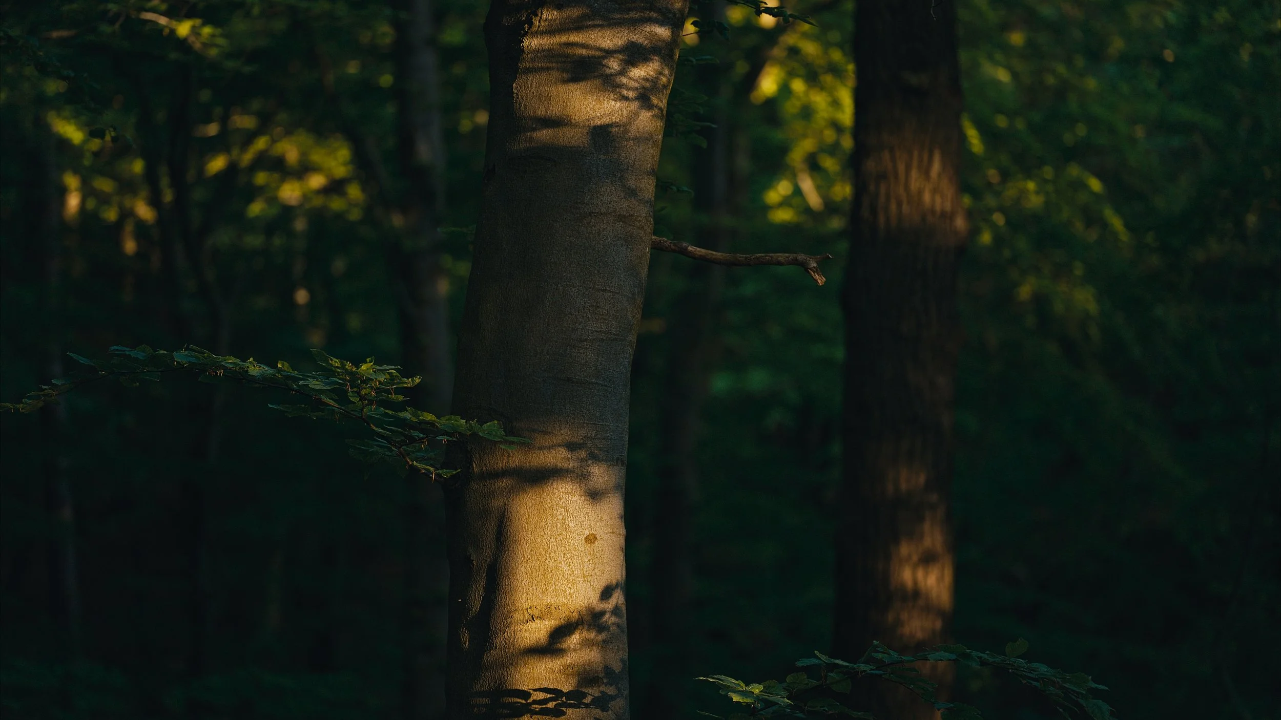 Woods_1.jpg