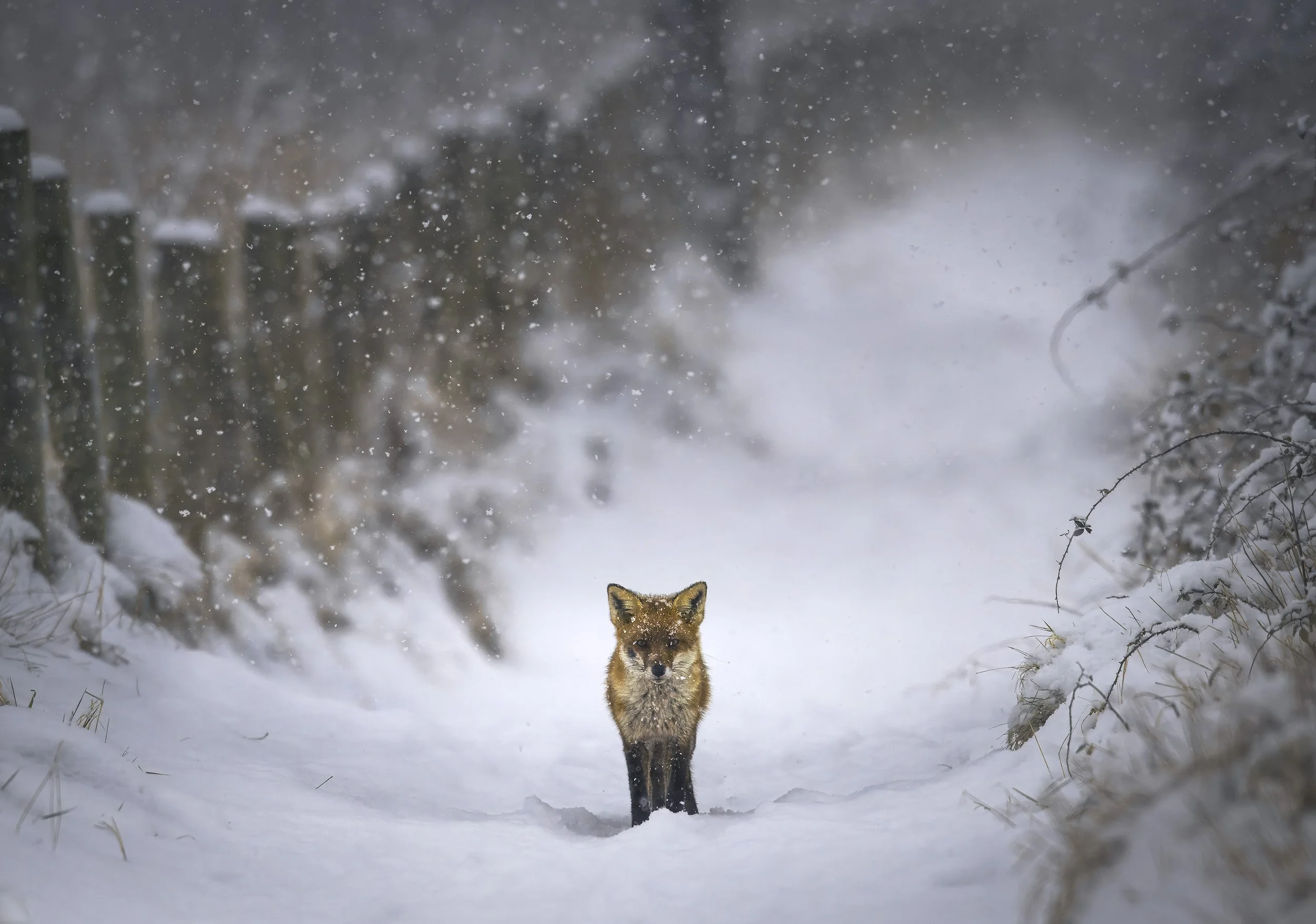 Fox in the snow
