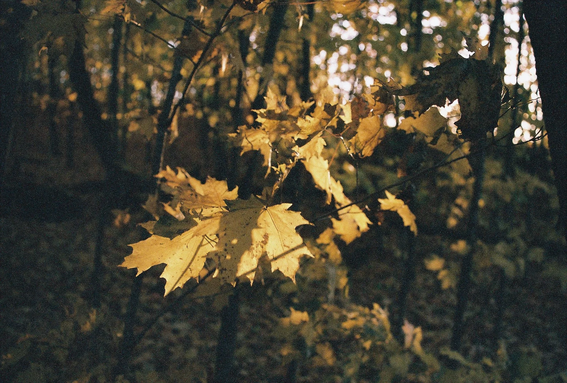 F1000002 copy.jpg