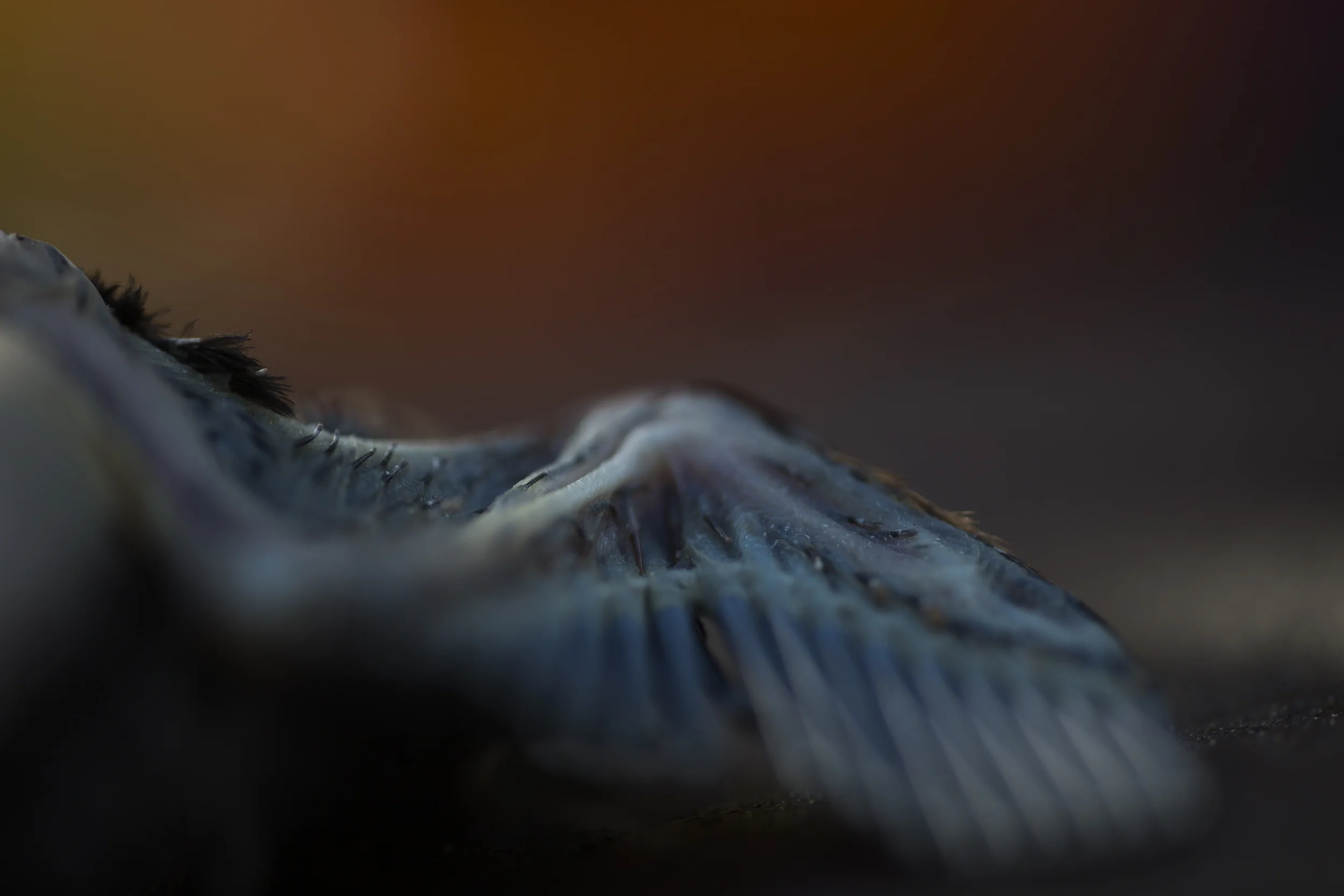 A70A7350.jpg