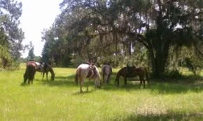 Hope Ranch 5