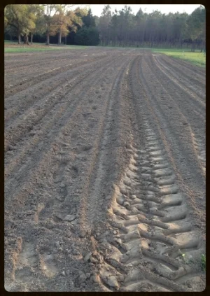 Garden 2015 is planted