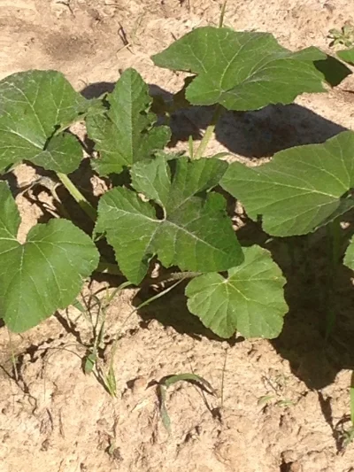 Garden 2015 picture