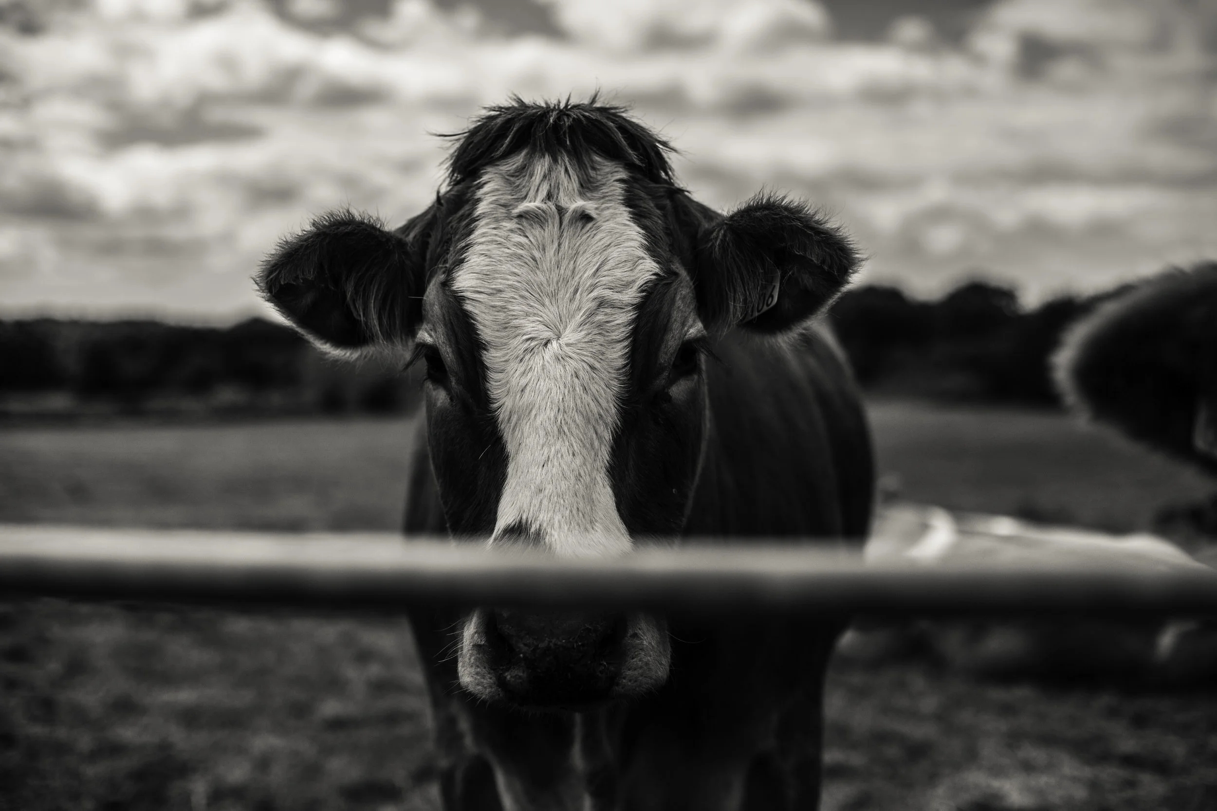 cows2.jpg