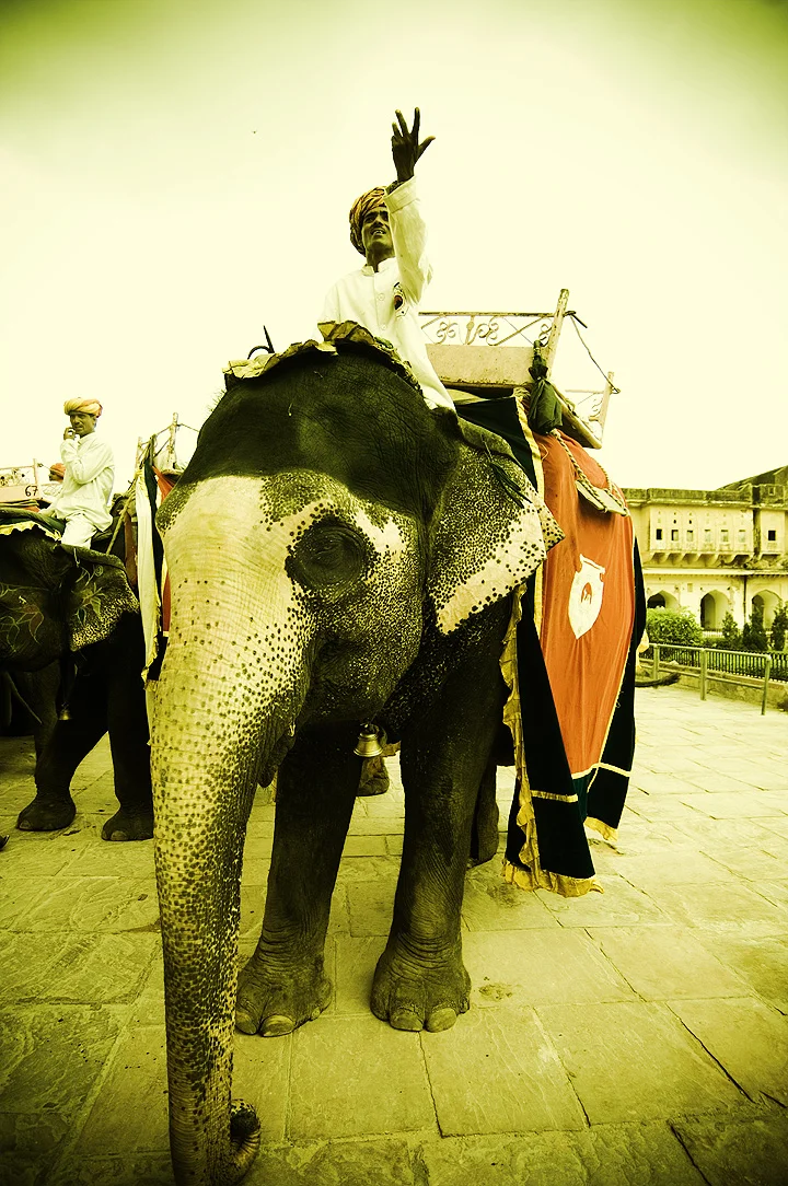 elephant1_fort_jaipur.jpg