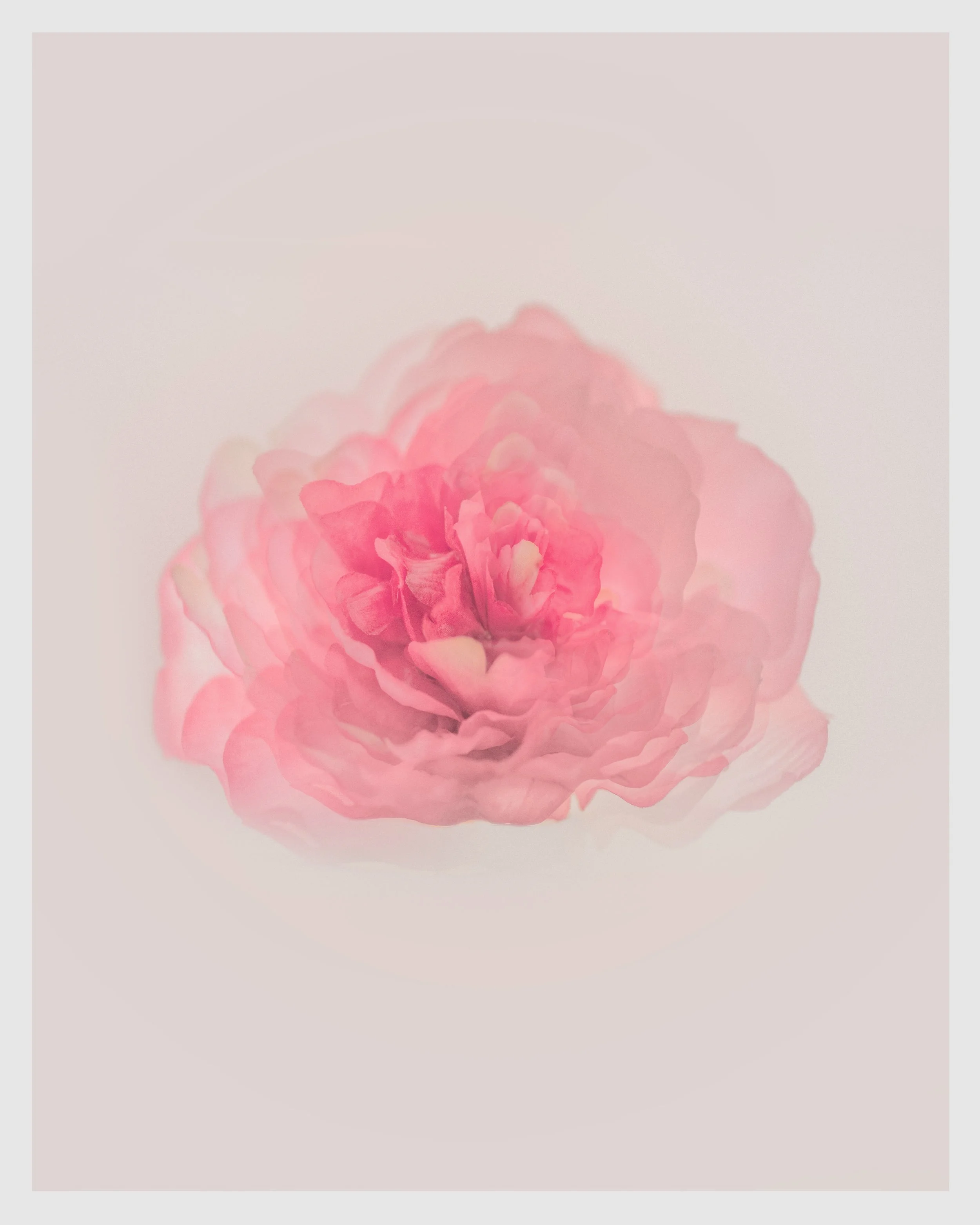 flower1.jpg