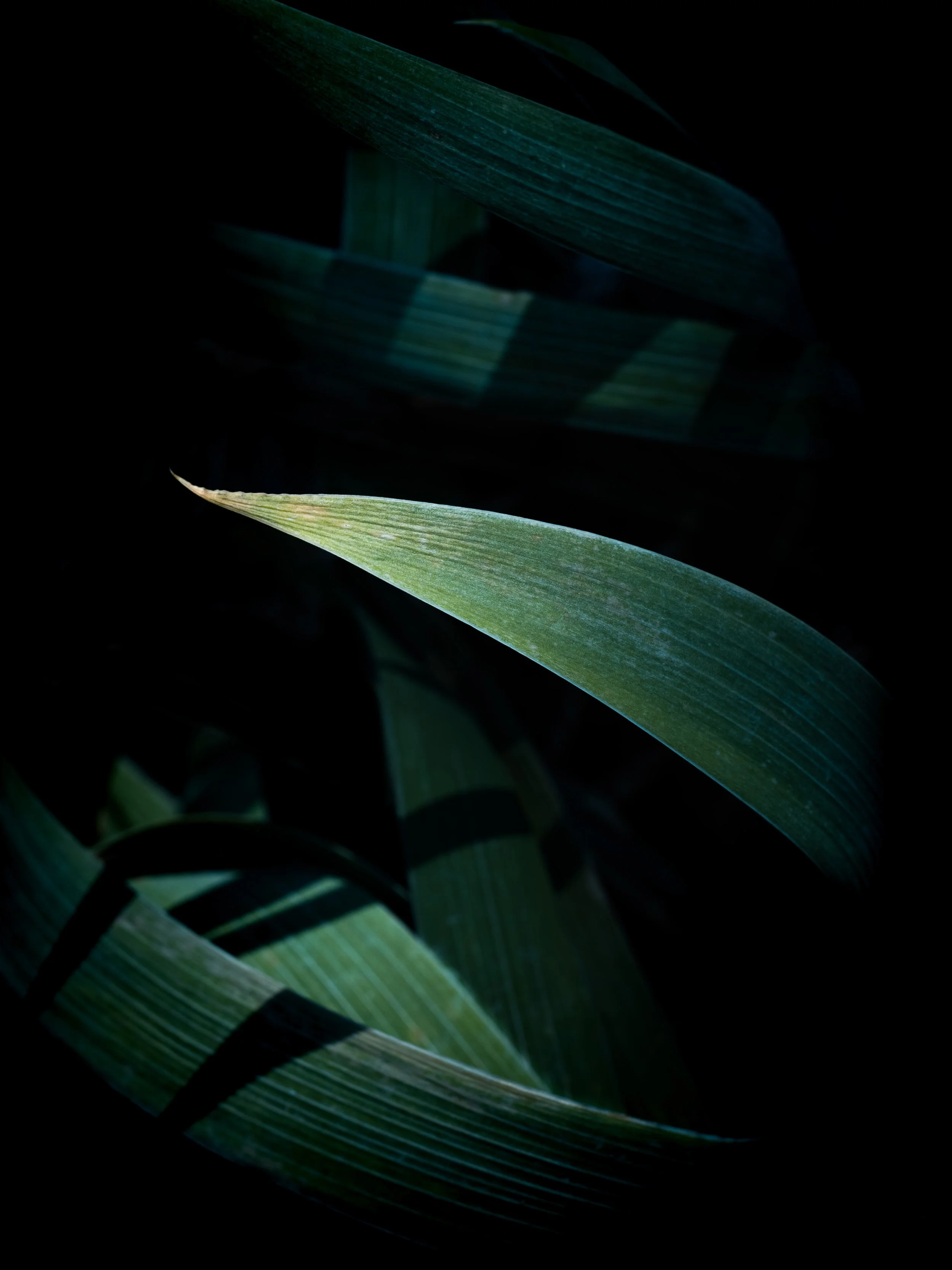 leaves.jpg
