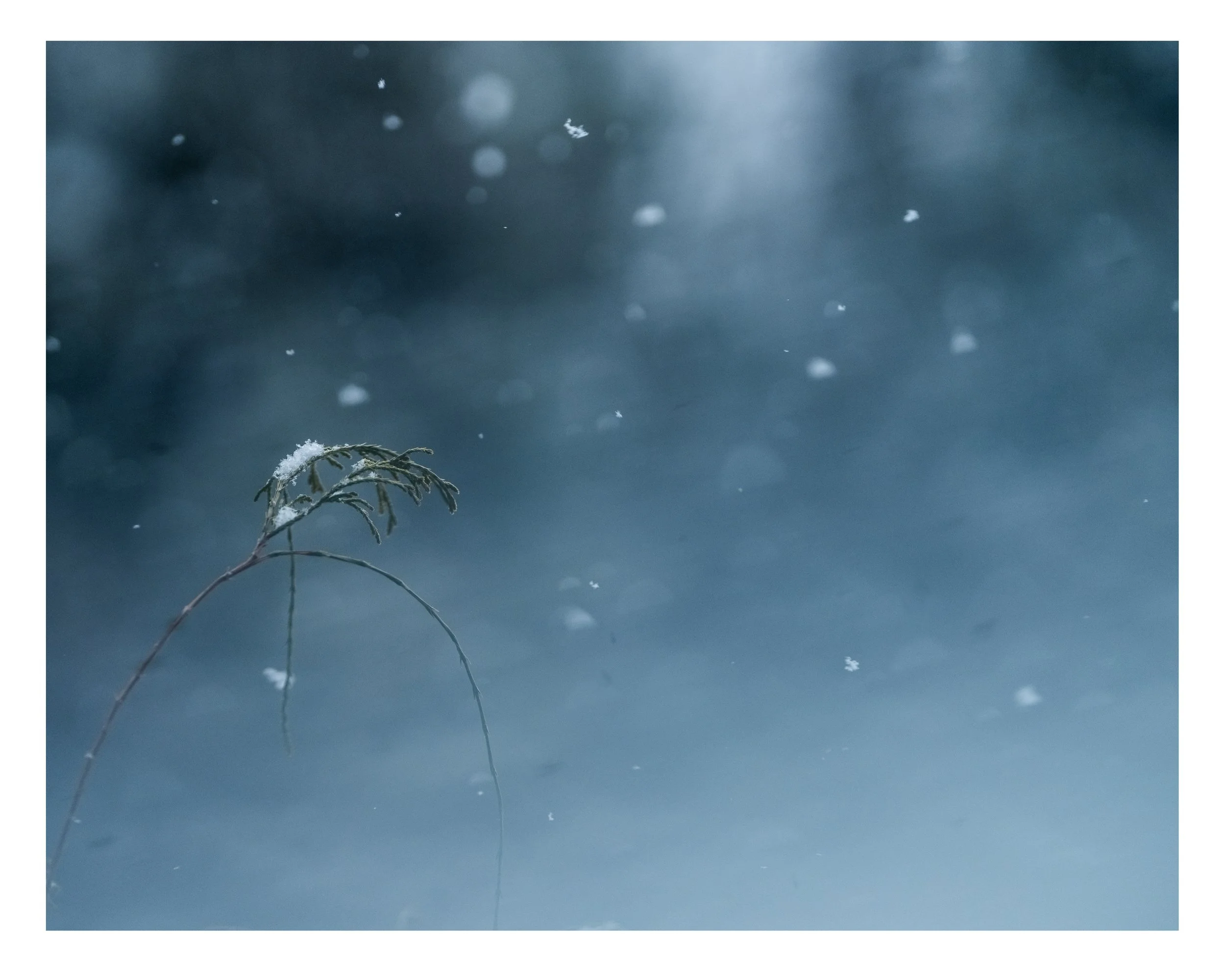 snowbush1.jpg