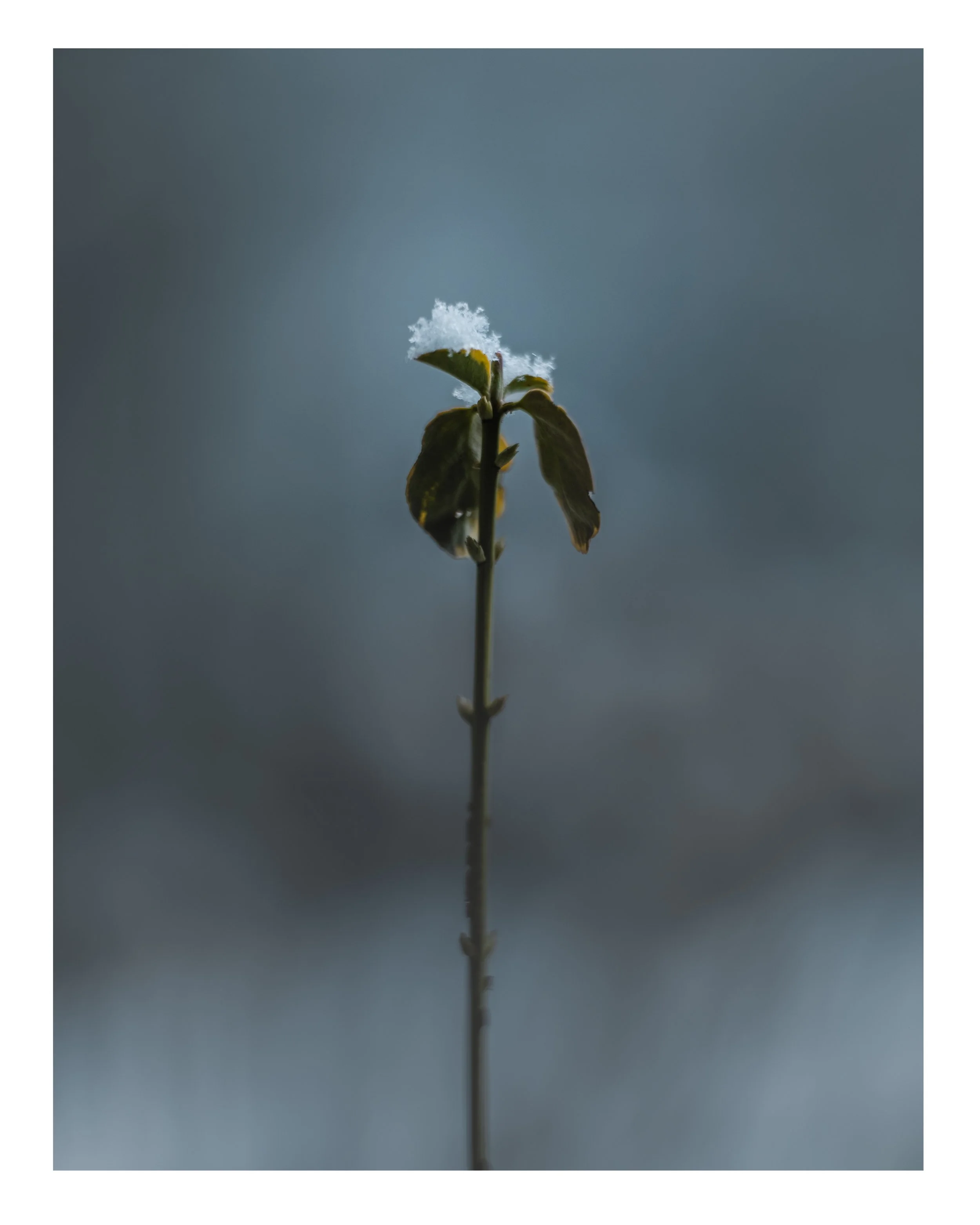 snowflower3.jpg