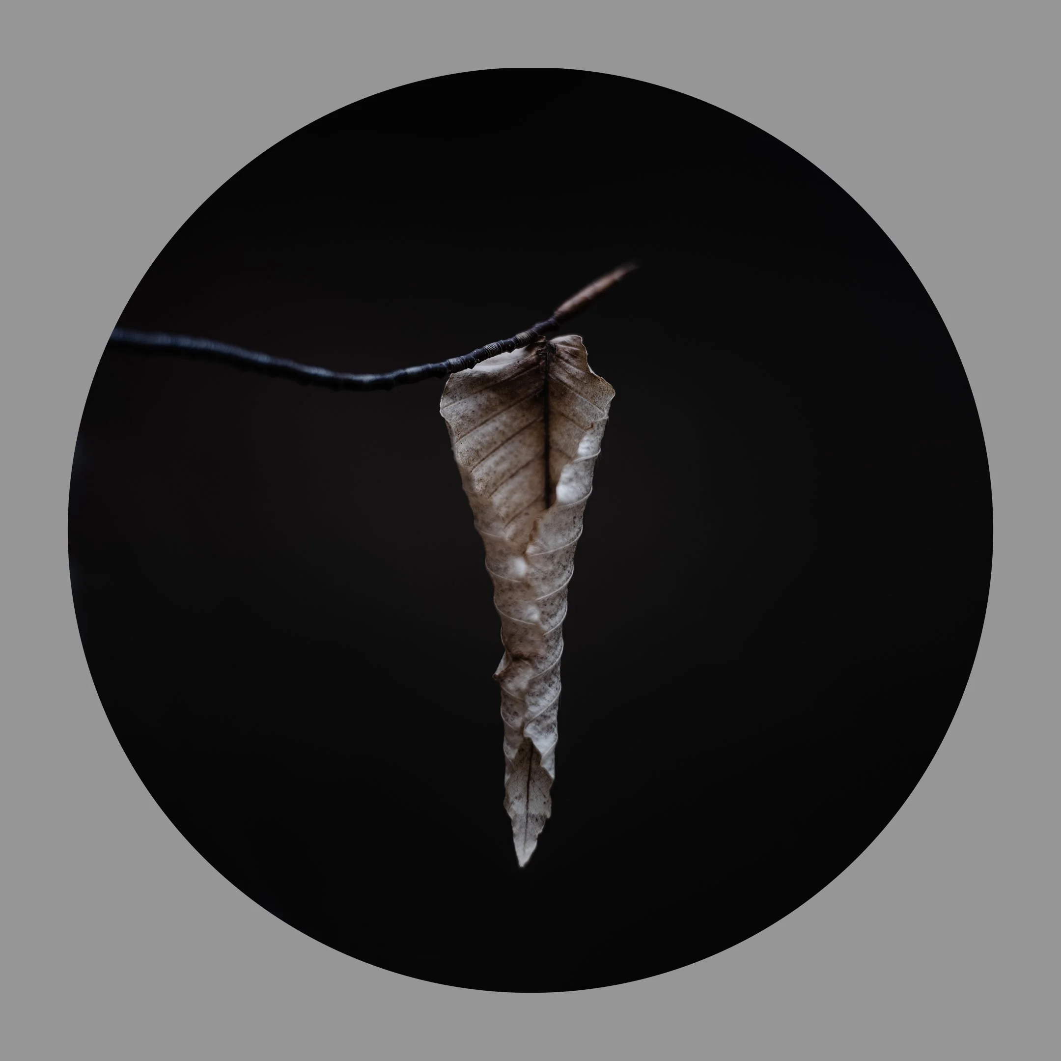 twig3.jpg