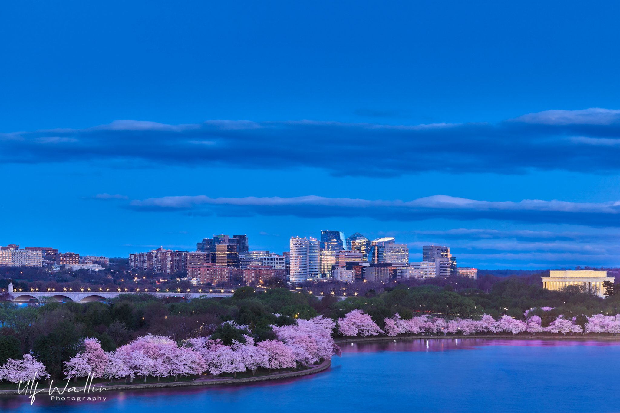 Cherry Blossoms