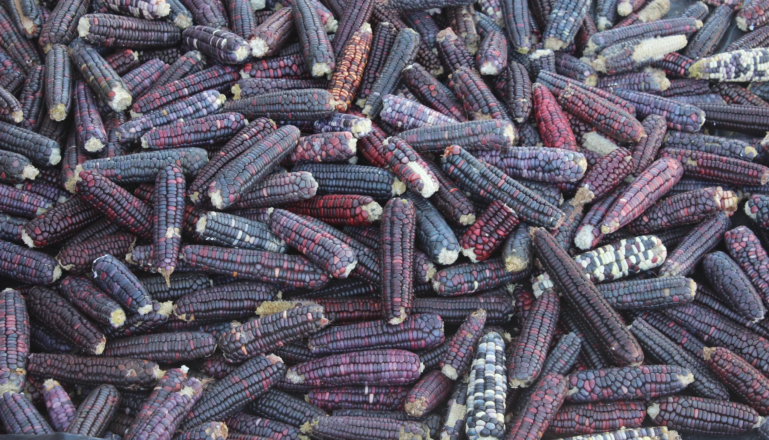 Huichol Sacred Corn