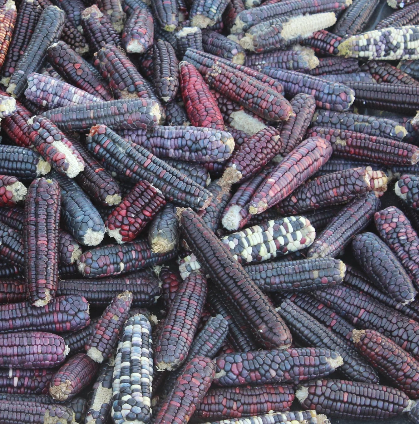 Nobel Nomination for the Wixárika People - Represented by the Huichol Center 