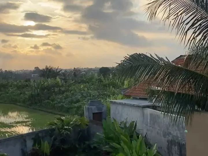 Long time, no insta. Still in Bali! For Year 2, we traded our jungle life for the wider horizons of the rice fields in Ubud. It suits us. 💚