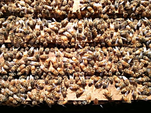 Nucs 3.jpg