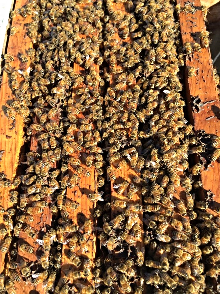 Nucs 5.jpg