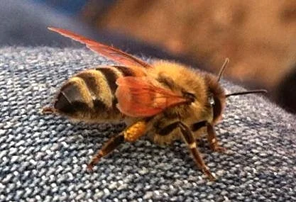 Pollination 8.jpg