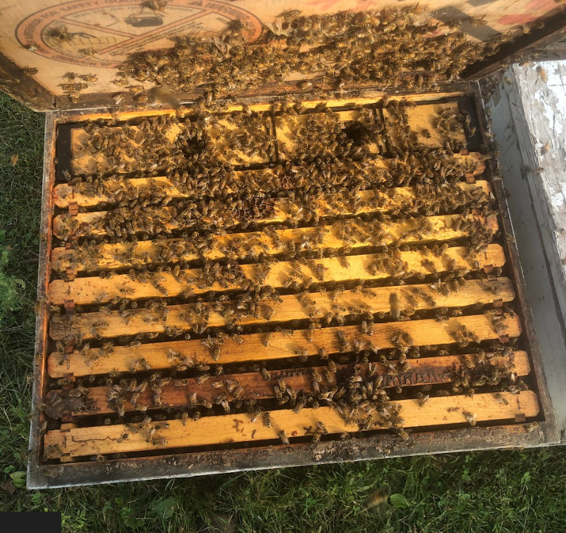 Single Inside Colony .png