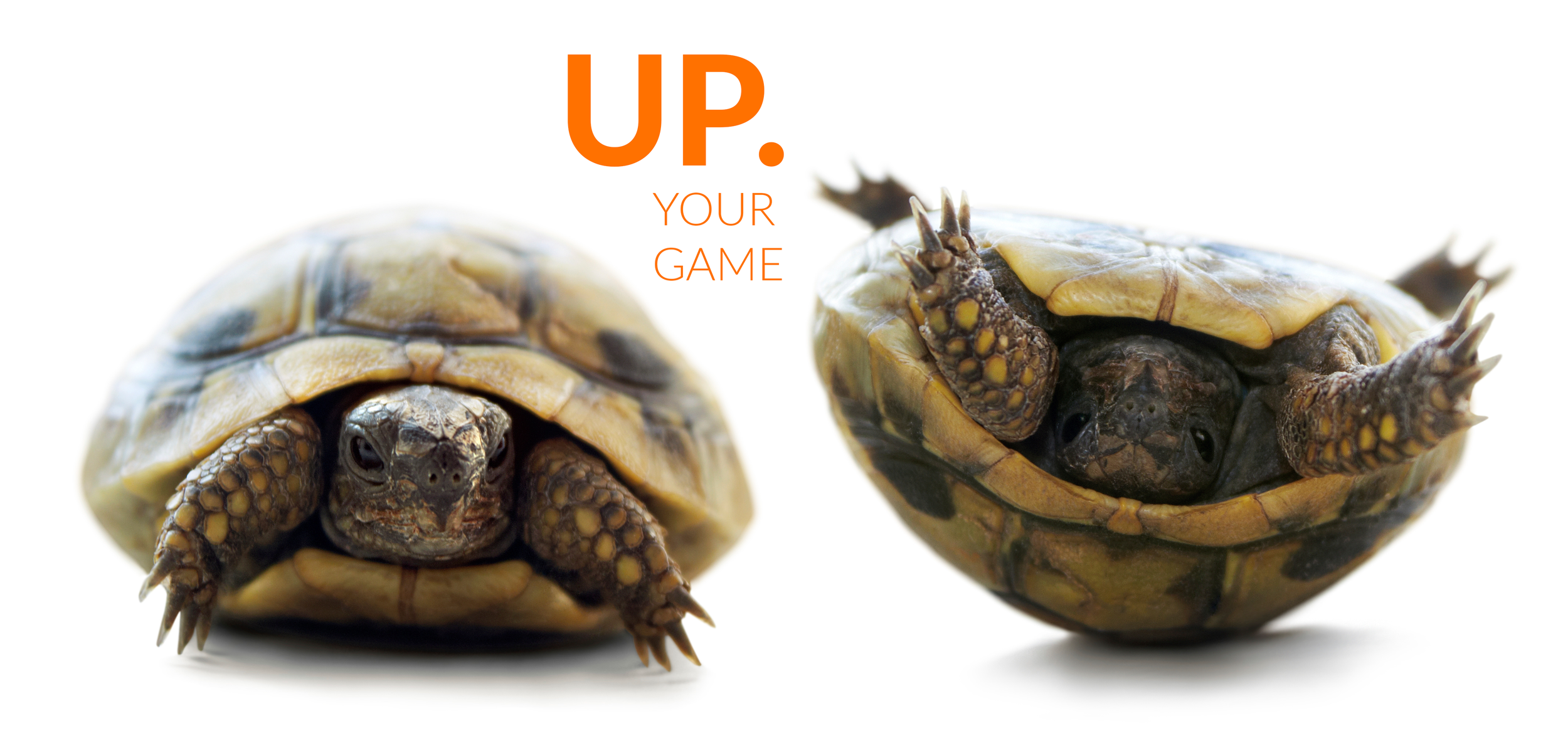TURTLE-1A.png
