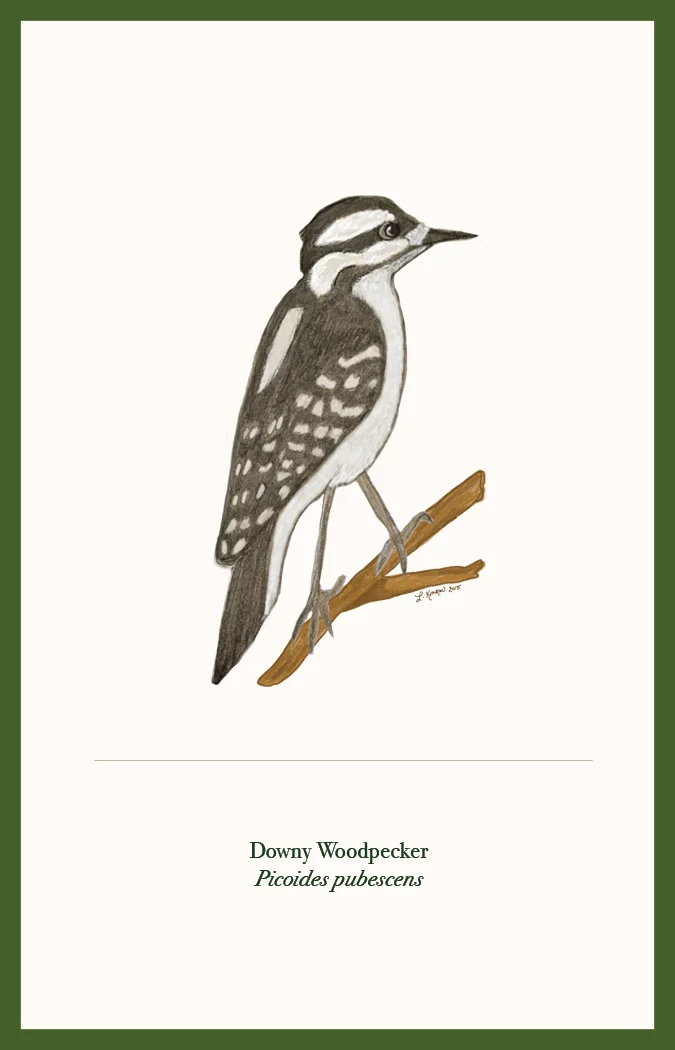 Downy Woodpecker Sketch