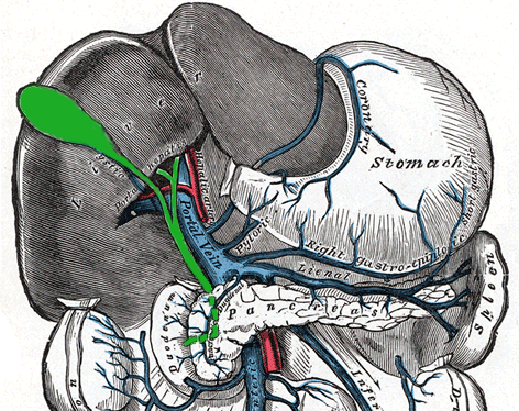 gallbladder pic.png